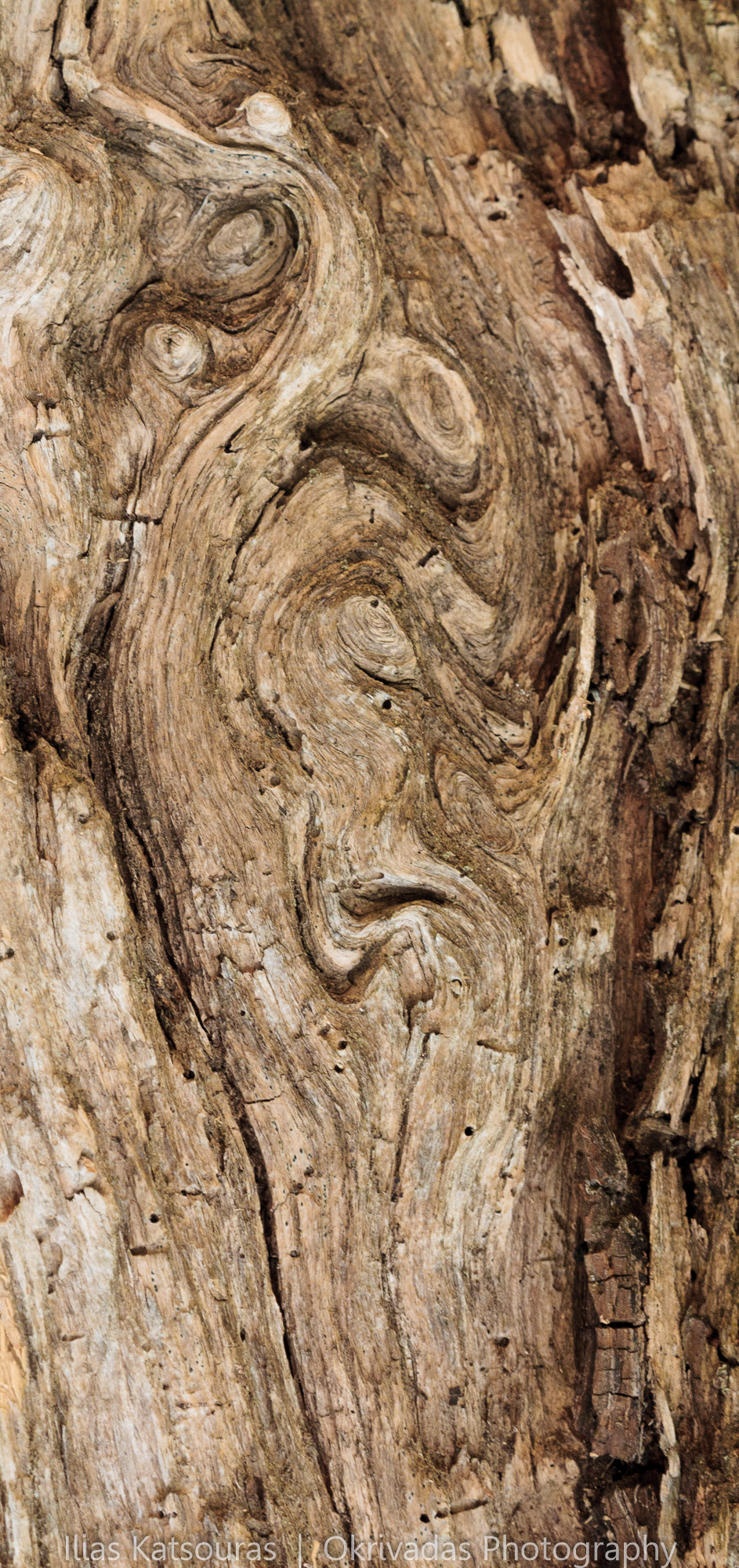 tree trunk detail colours δέντρο κορμός λεπτομέρεια χρώμα