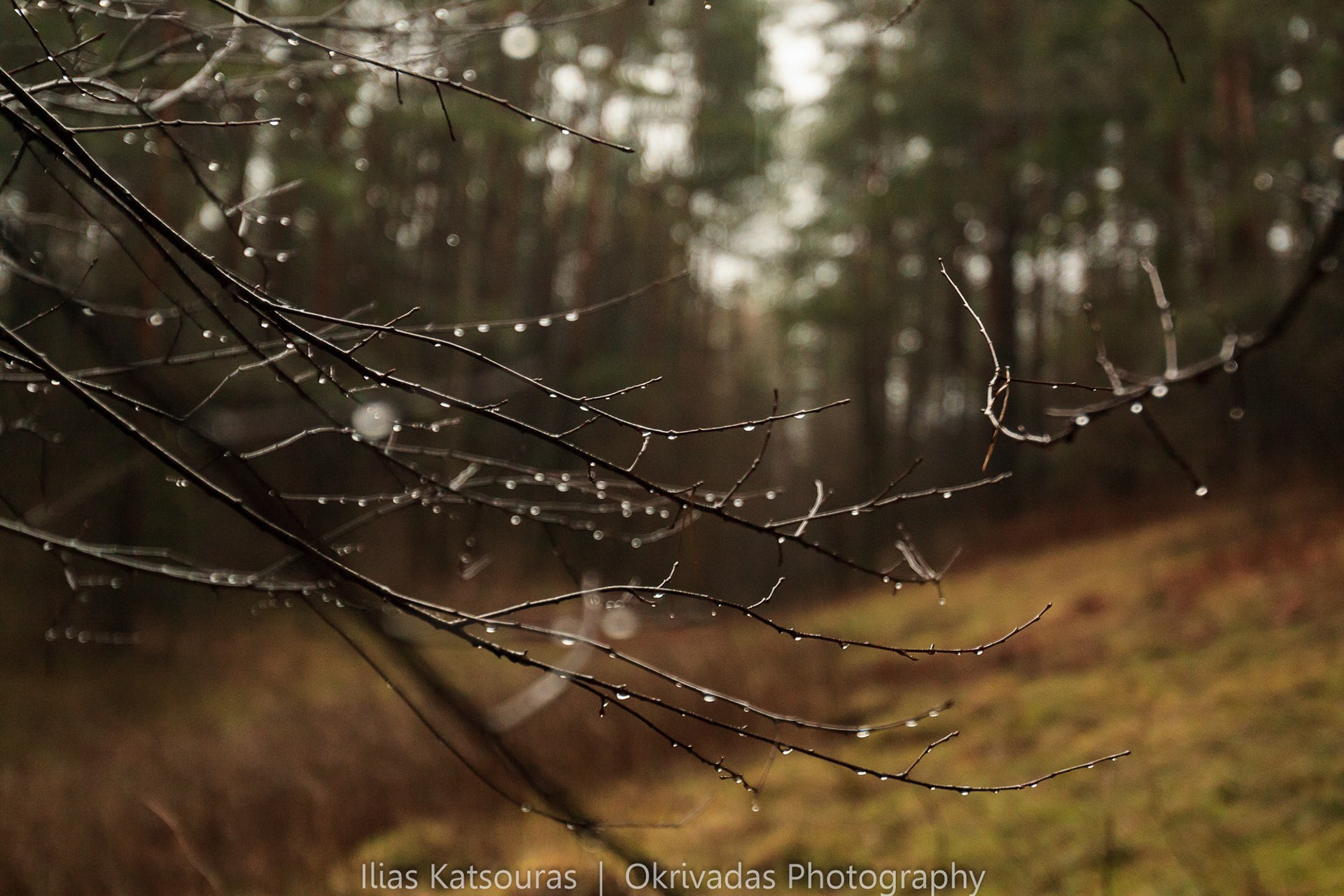 raindrops after the rain lithuania forest autumn winter βροχή δάσος λιθουανία φθινόπωρο χειμώνας