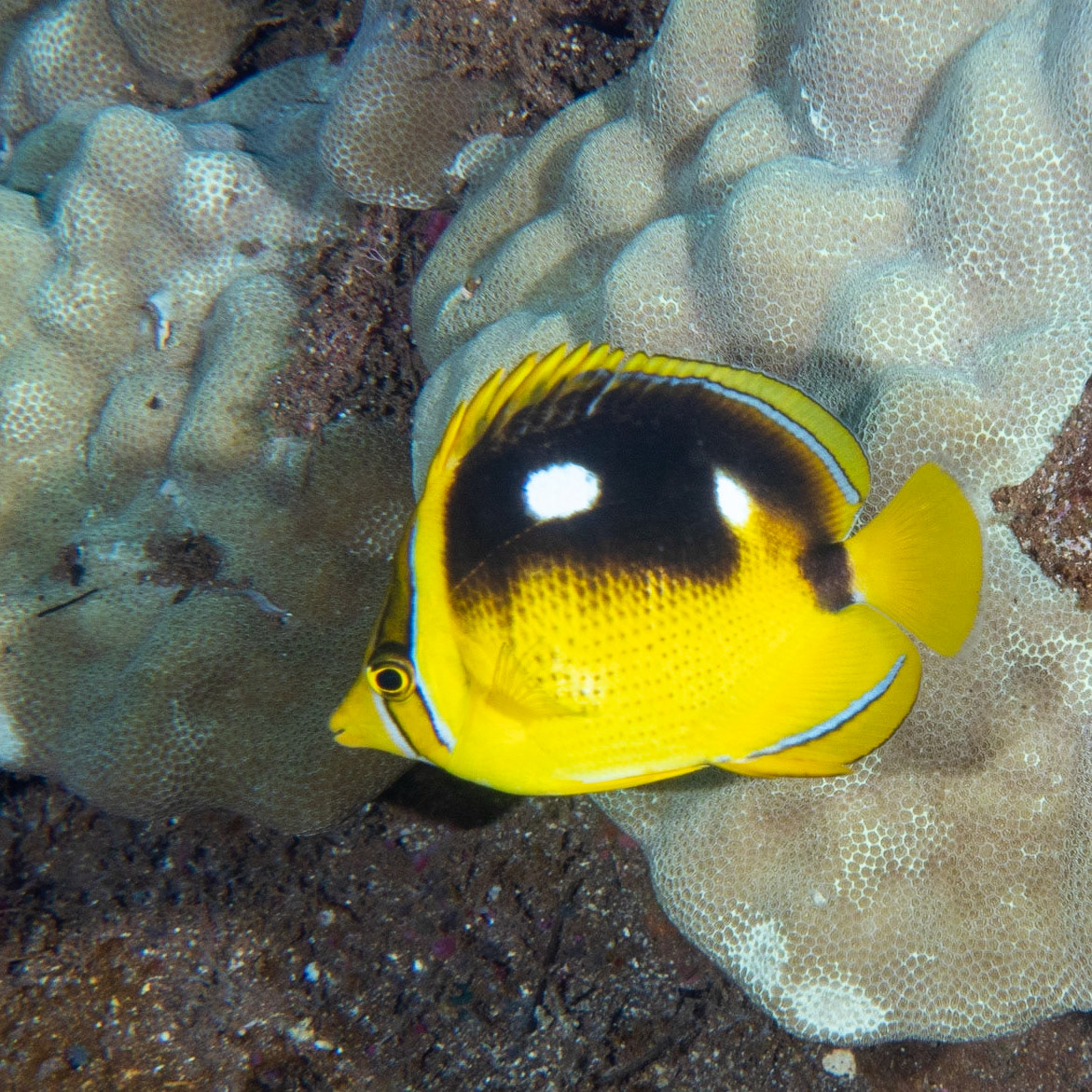 four spot butterfly fish