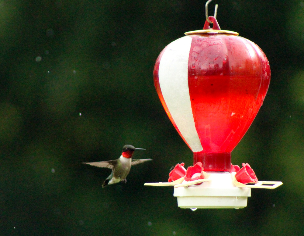 Hummingbird Paused