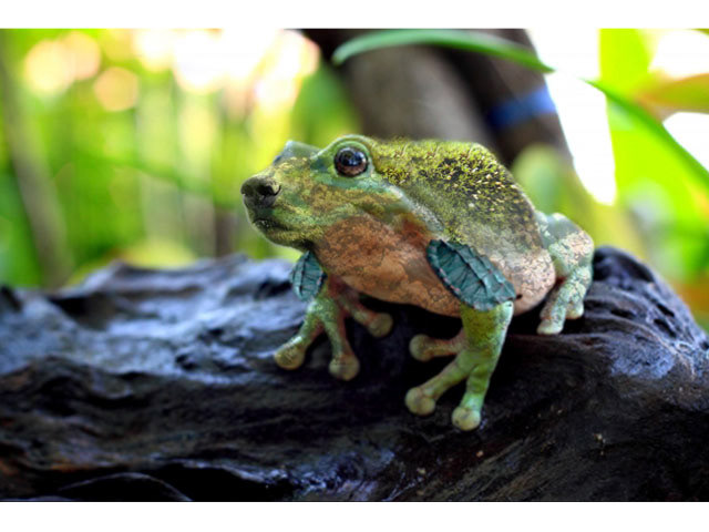 Bear-Frog Hybrid - Photo Manipulation