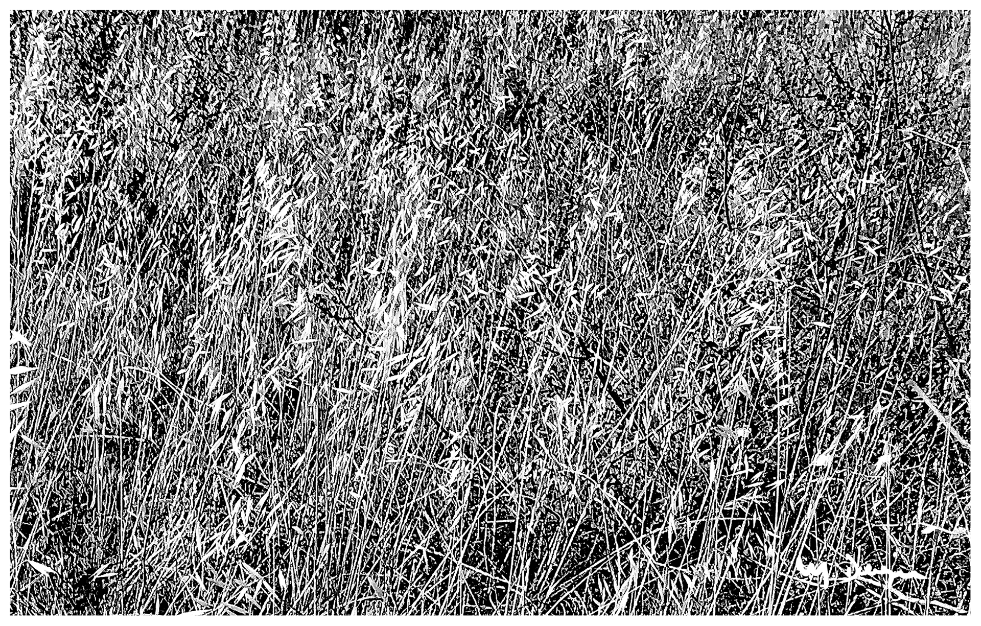 Hierba GIV-6102 Take 3