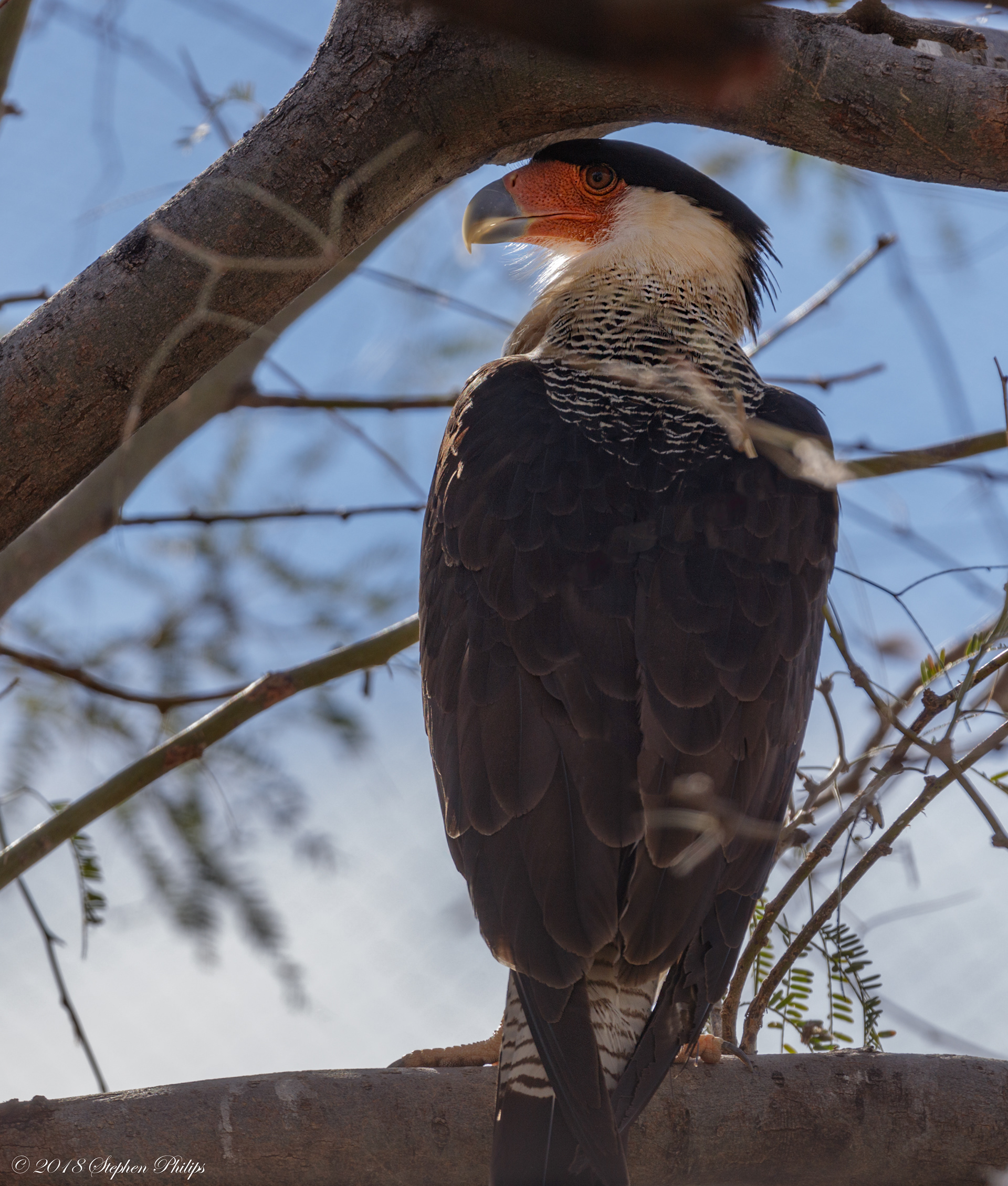 Stephen Philips - Amazing Animals of Arizona