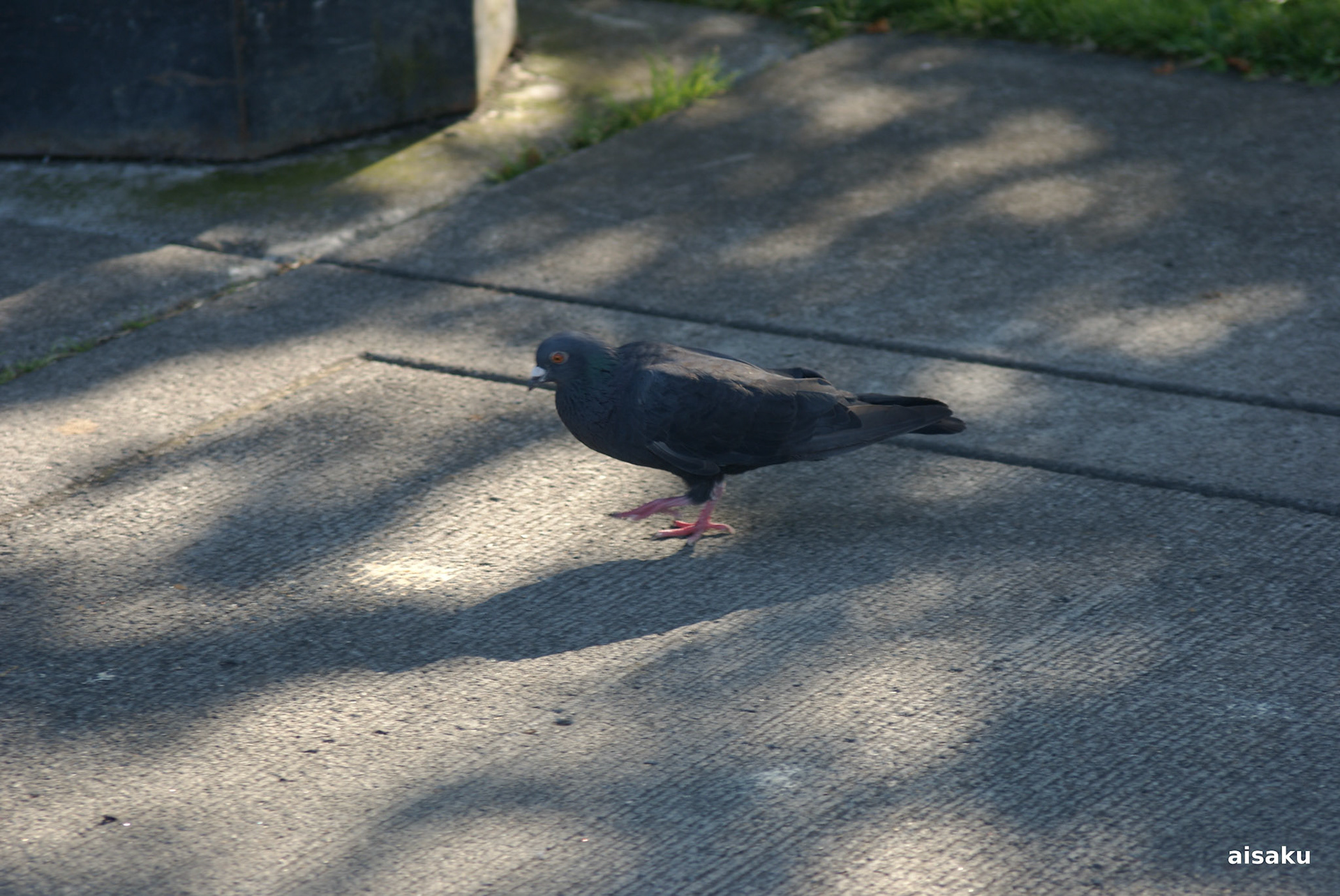 SONY DSC