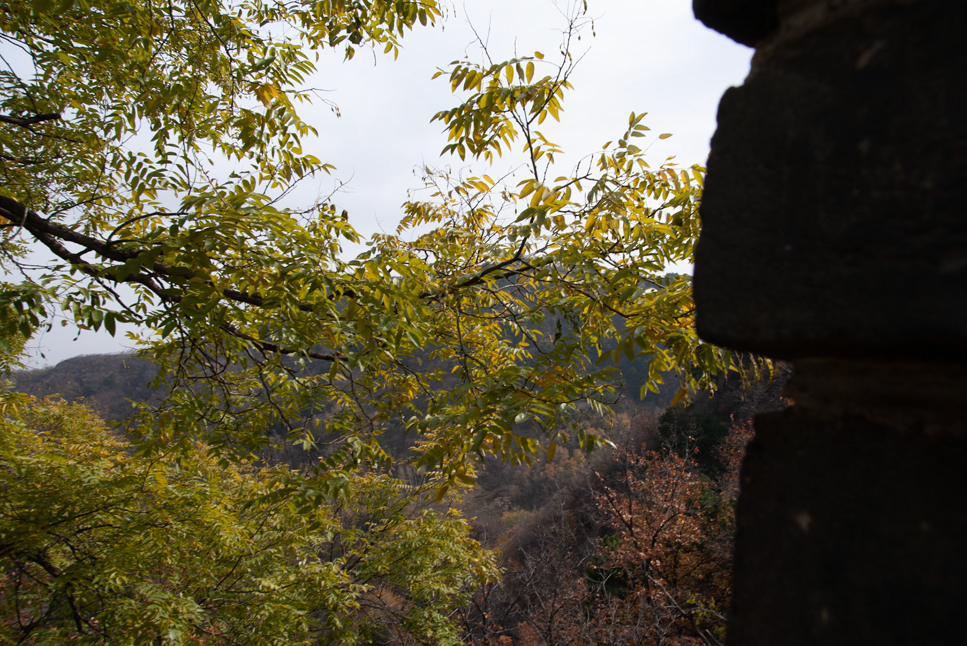 SONY DSC