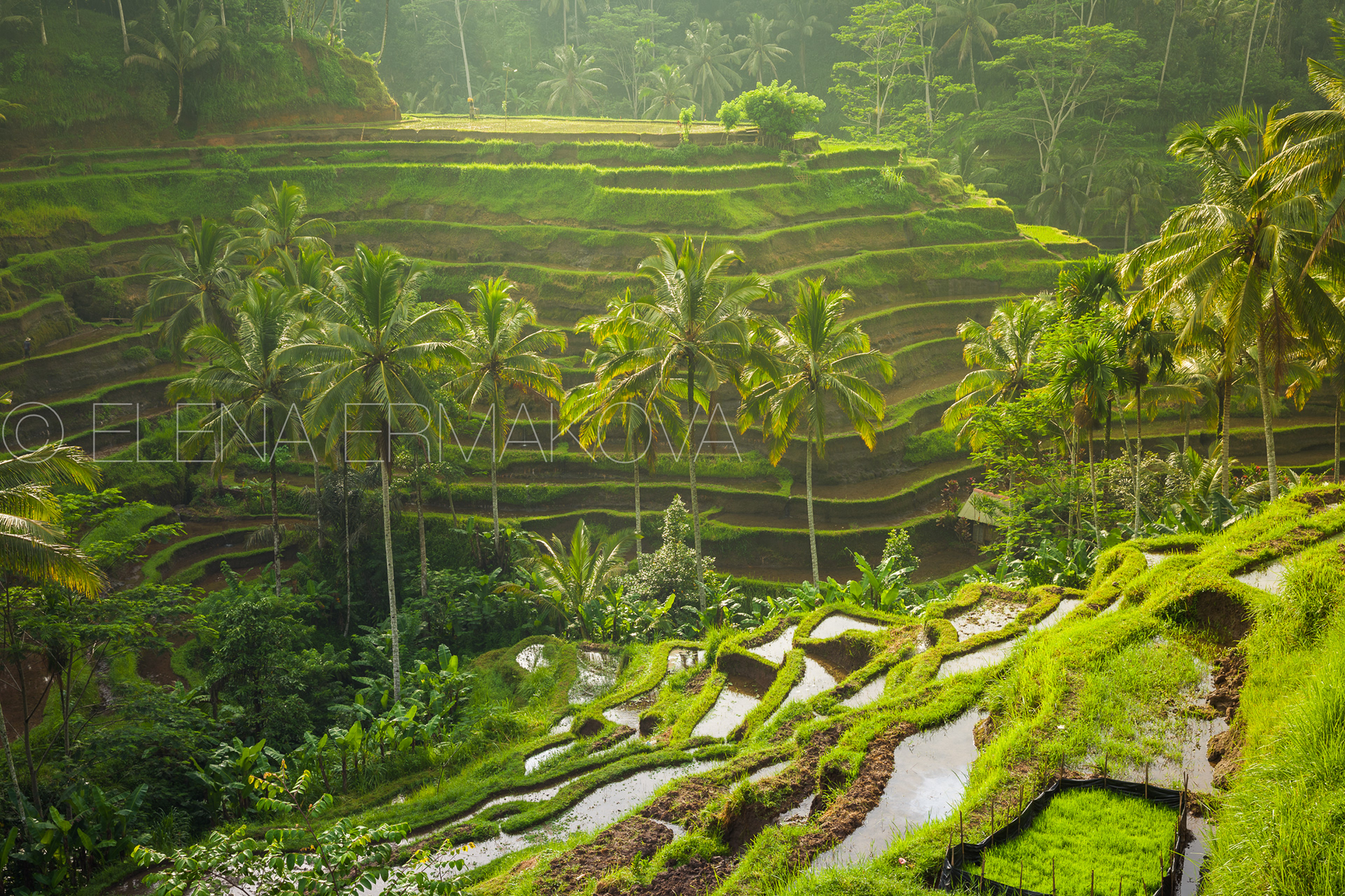 Beautiful rice terraces in the moring light near Tegallalang village, Ubud, Bali, Indonesia. Travel photography by Elena Ermakova.