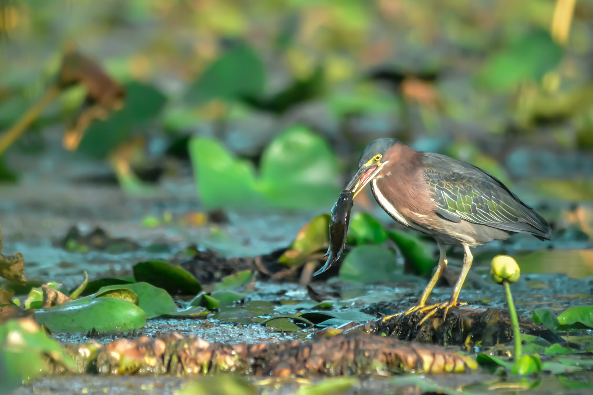 Heron eating bluegill in early morning