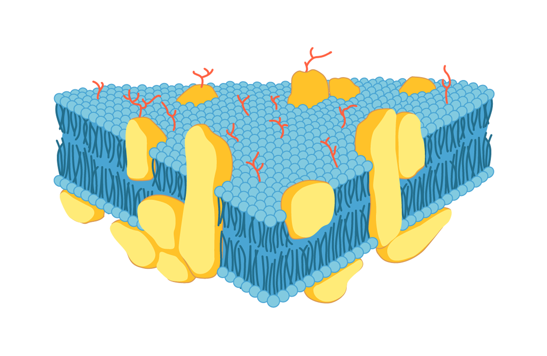 stěna mitochondrie