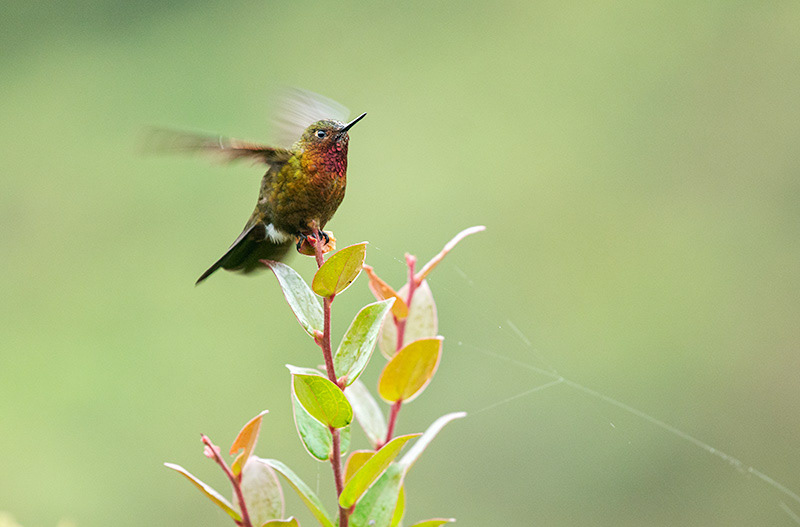 Neblina Metaltail (Metallura odomae)