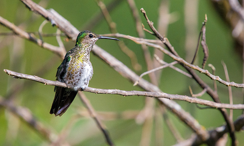 White-necked Jacobin (Florisuga mellivora)