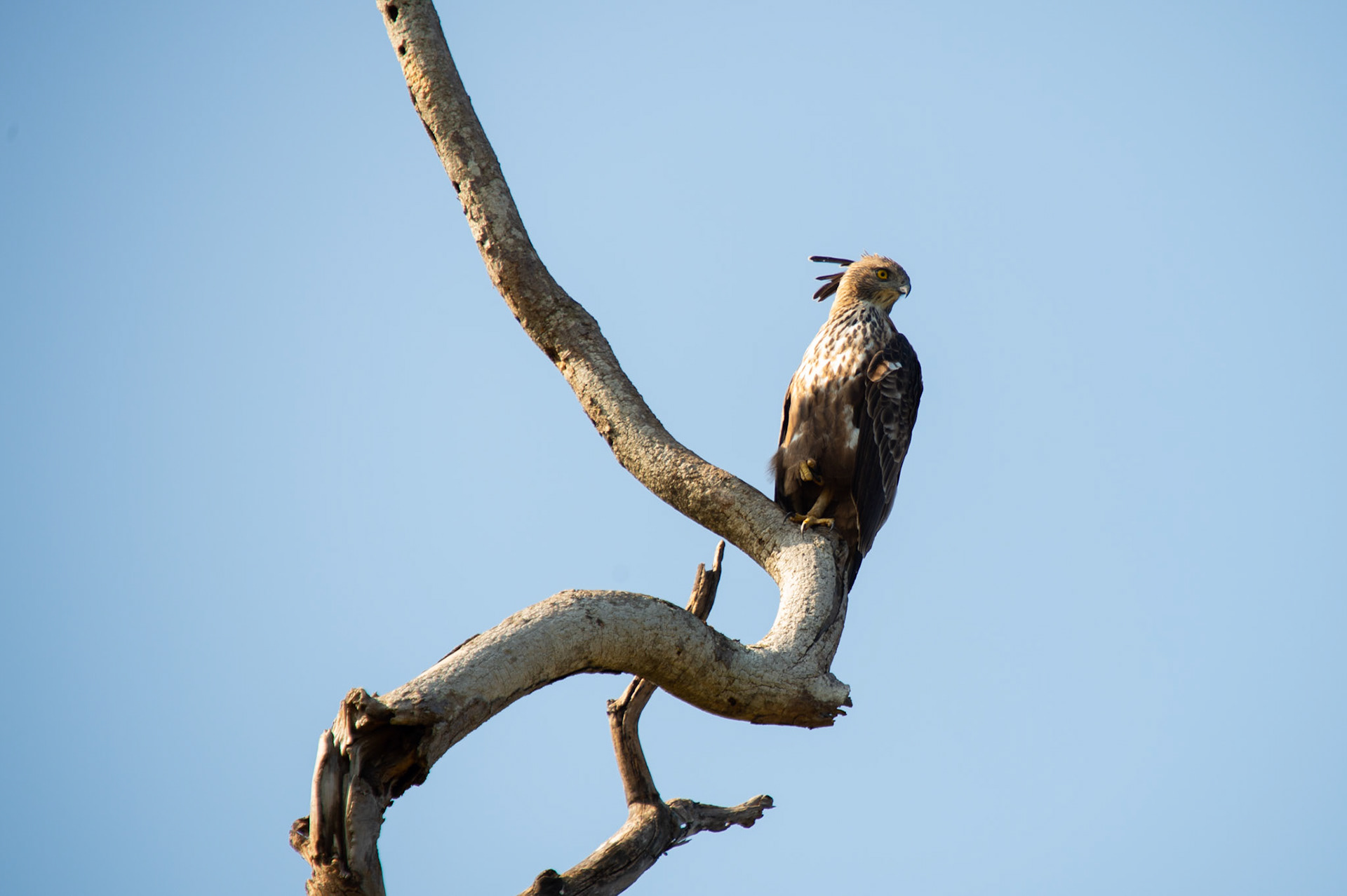 Wildlife photography 4