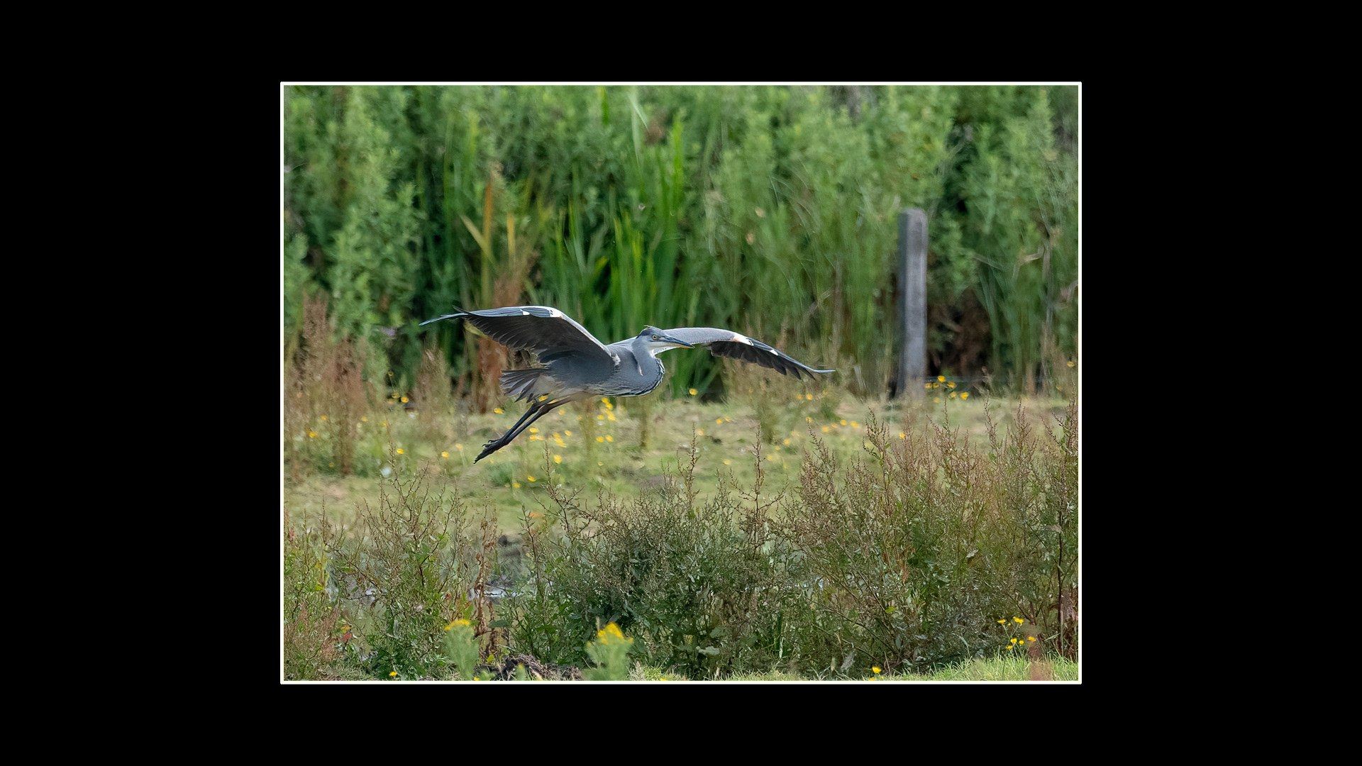 Grey Heron