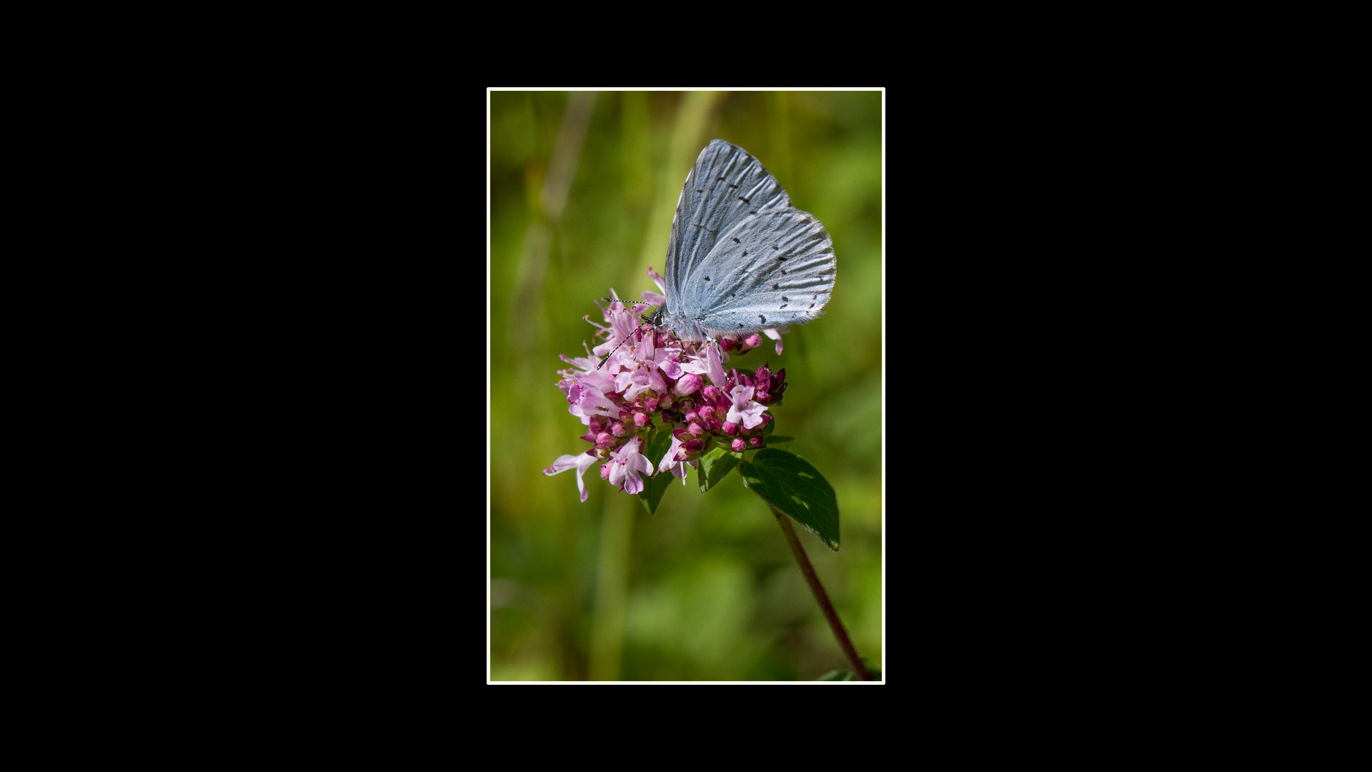 Holly Blue