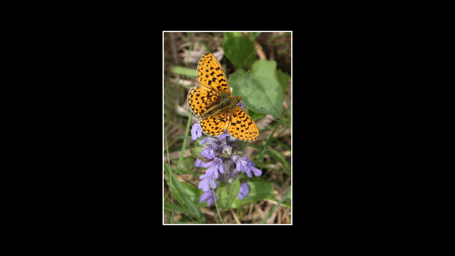 Silver-washed Fritillary