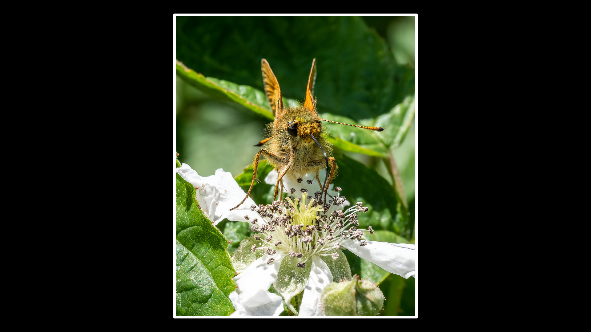 Large Skipper