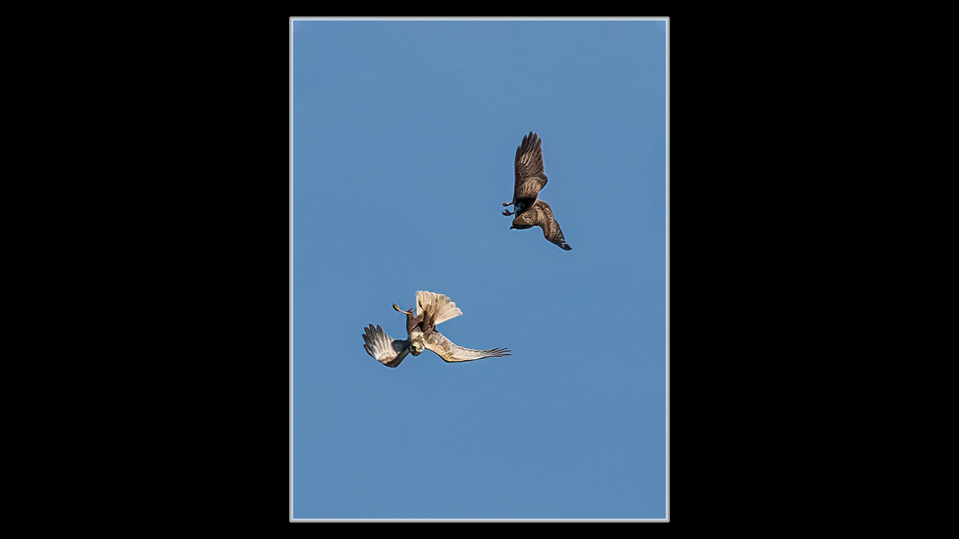 Marsh Harrier