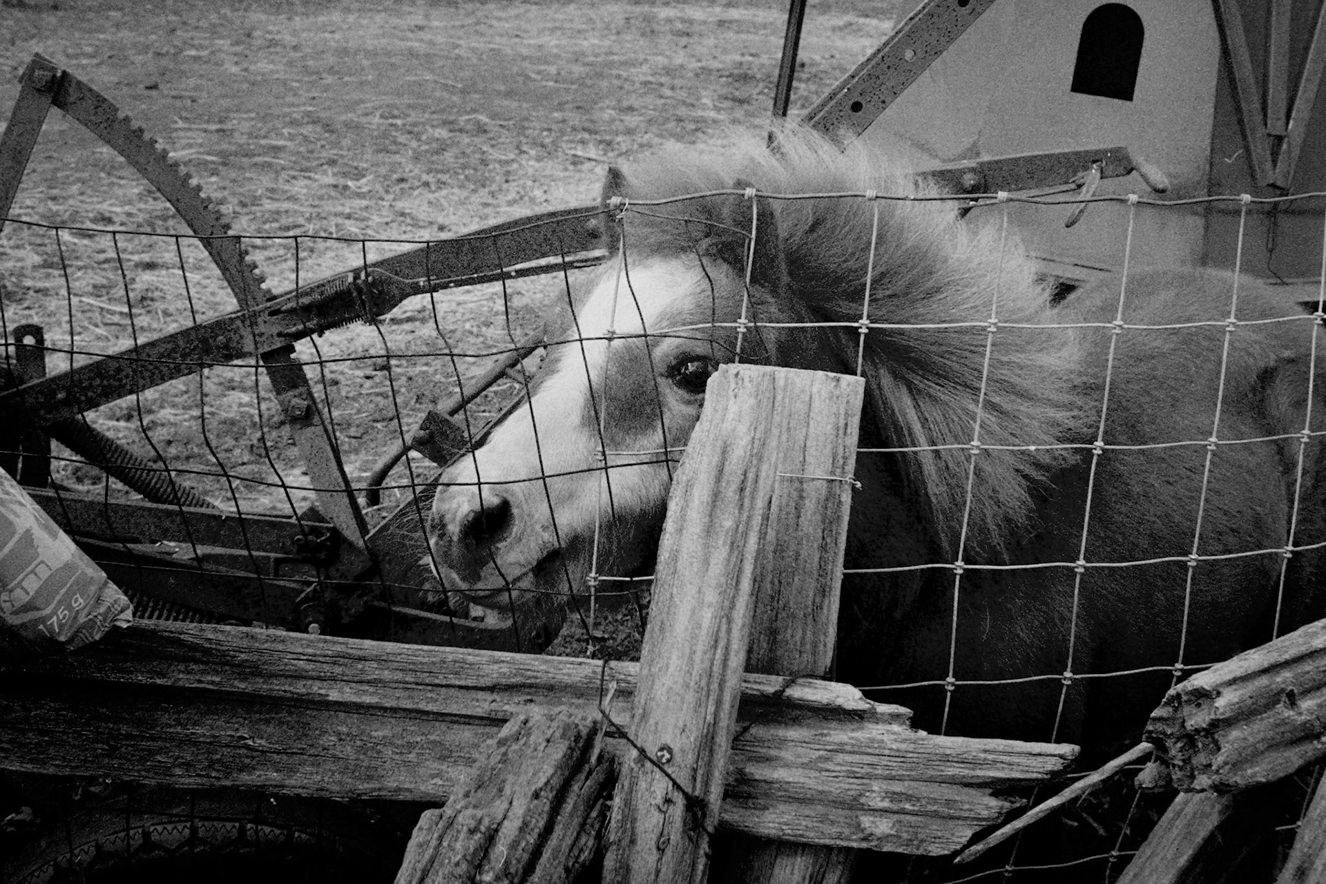 Pony