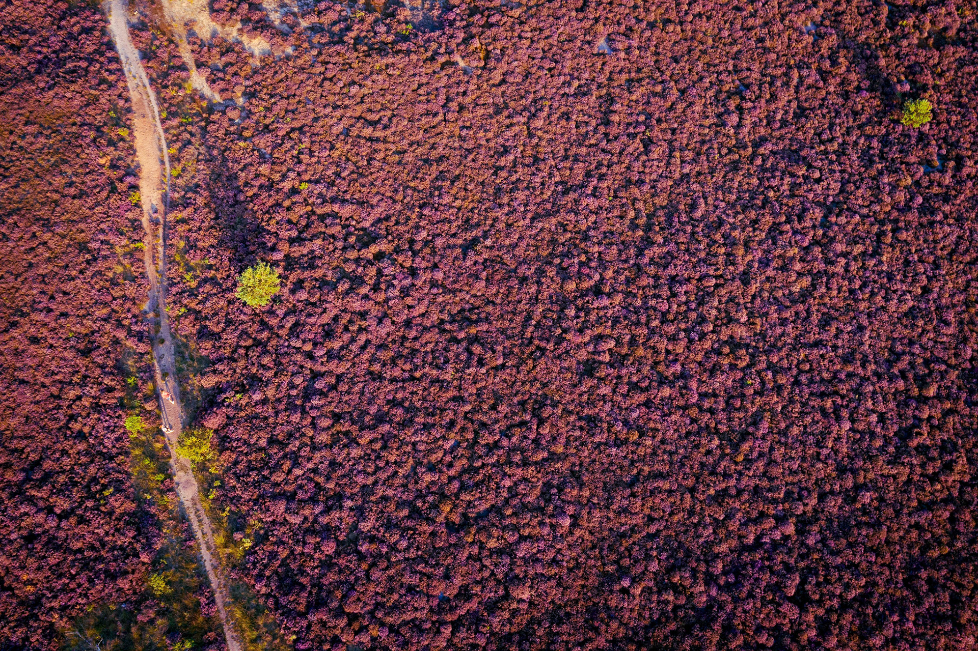 Aerial of Dutch heather in bloom