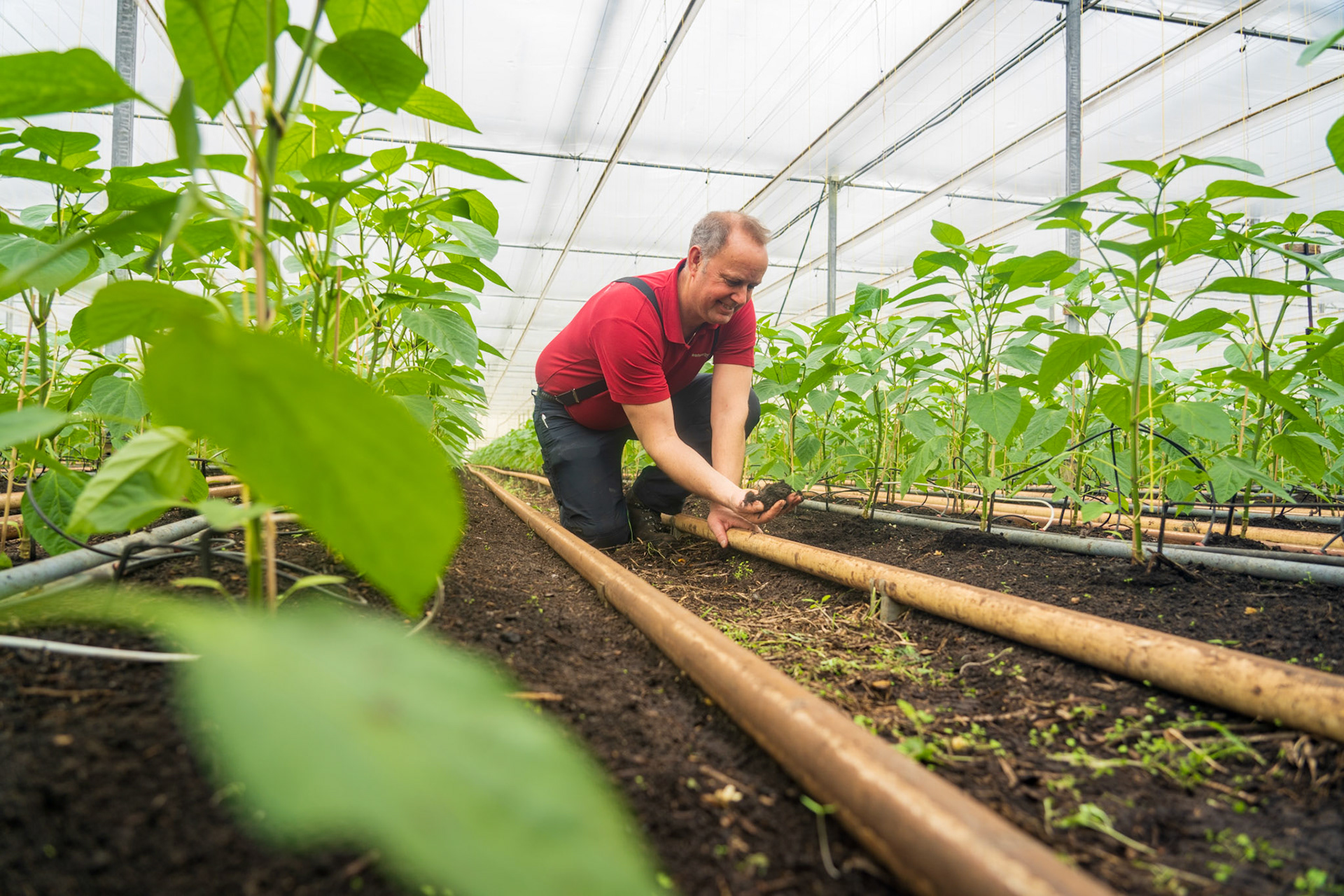Natuurlijk Tomaat / DongenHenriëte van den Hoek