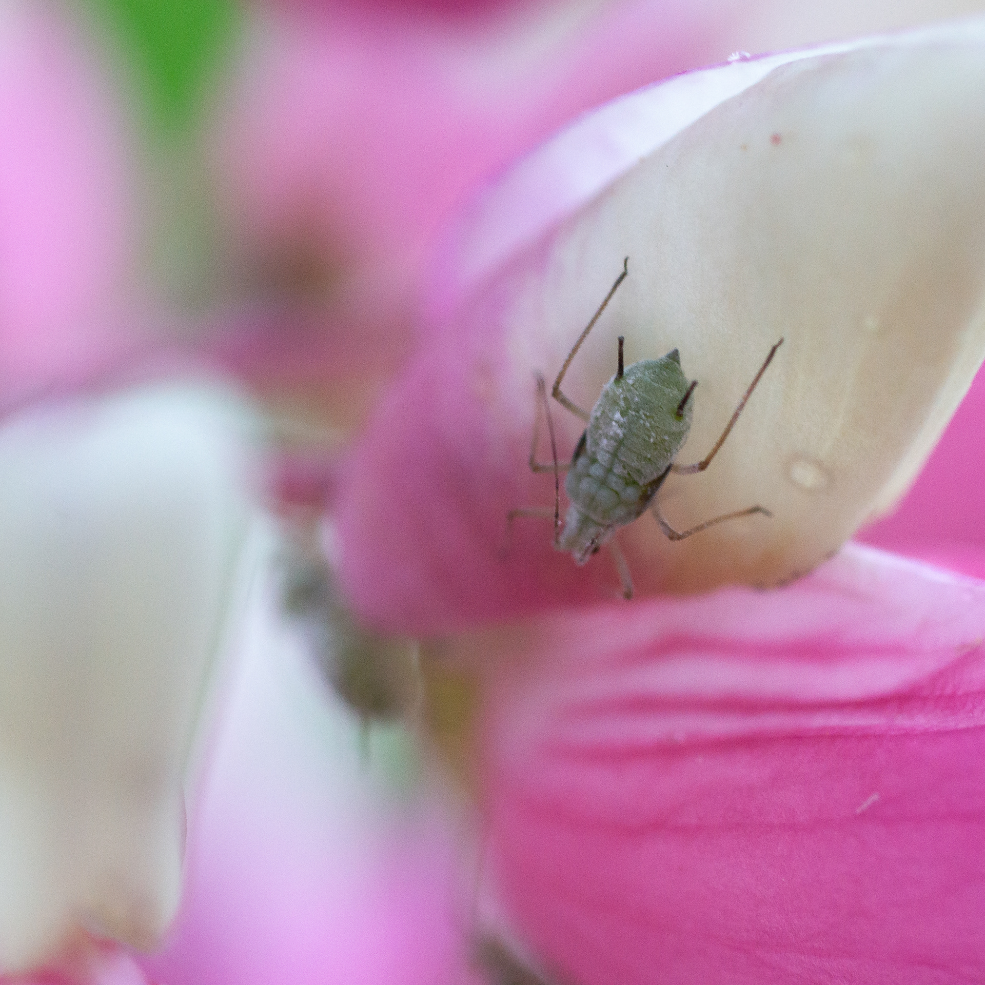 156/365 Macro photography is hard and I have some weird bugs (lupin aphid) in my lupins!