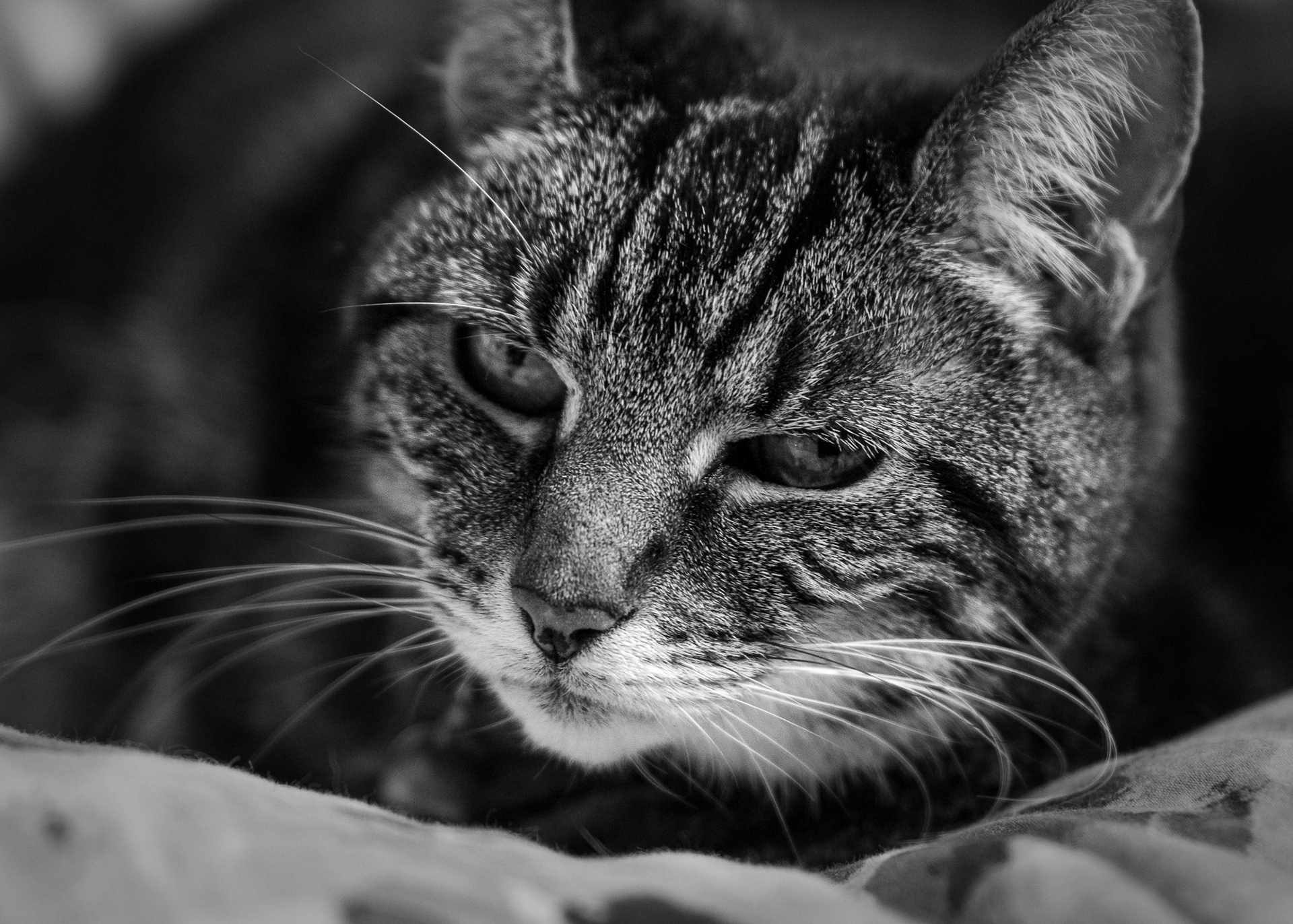 105/365 Penny, in one of her duvet nests.