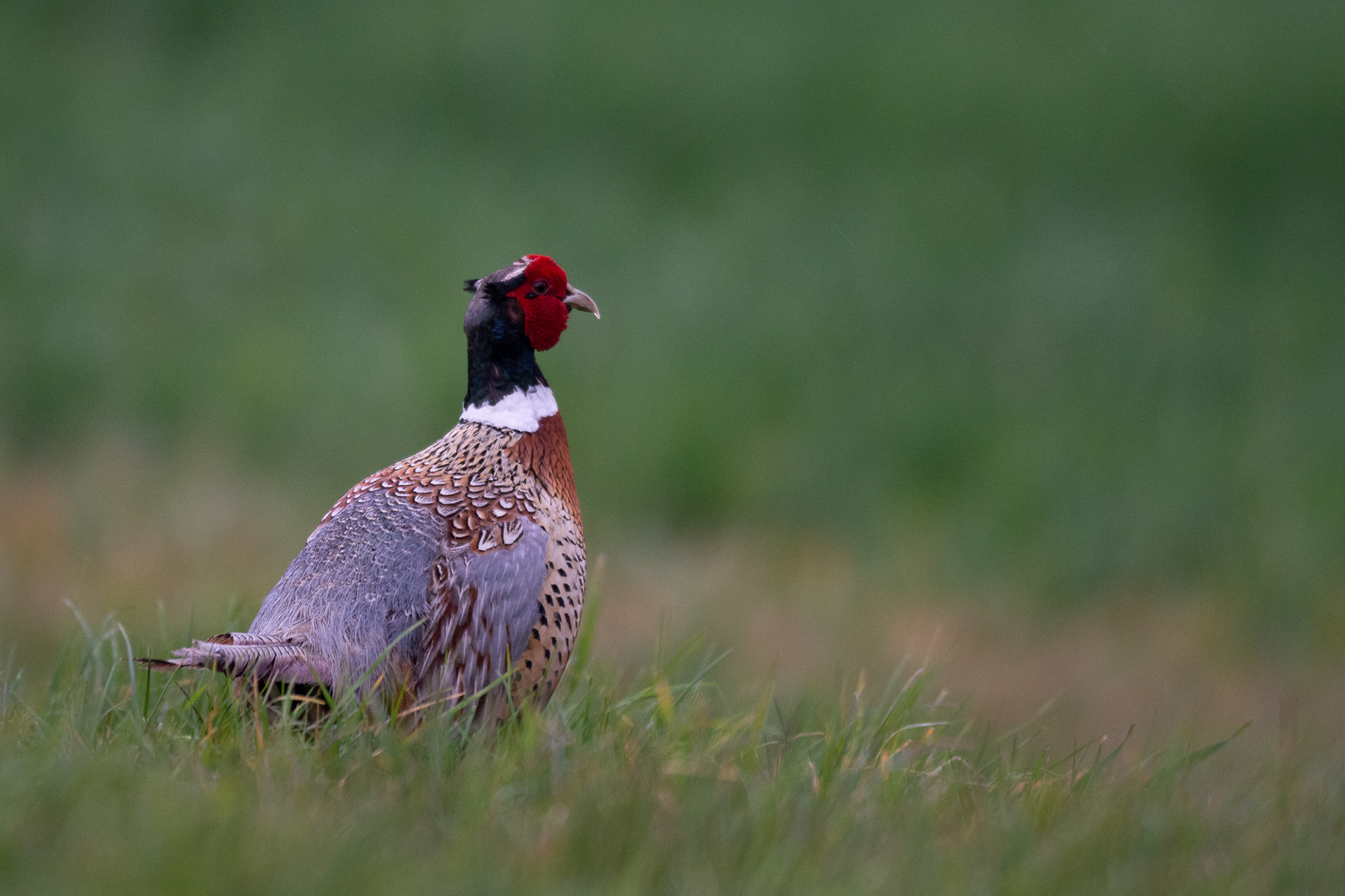 118/365 Pheasant.