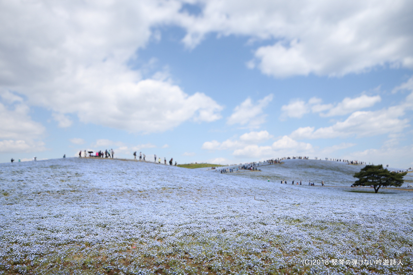 竪琴の弾けない吟遊詩人の写真展示 国営ひたち海浜公園のネモフィラ 4月13日