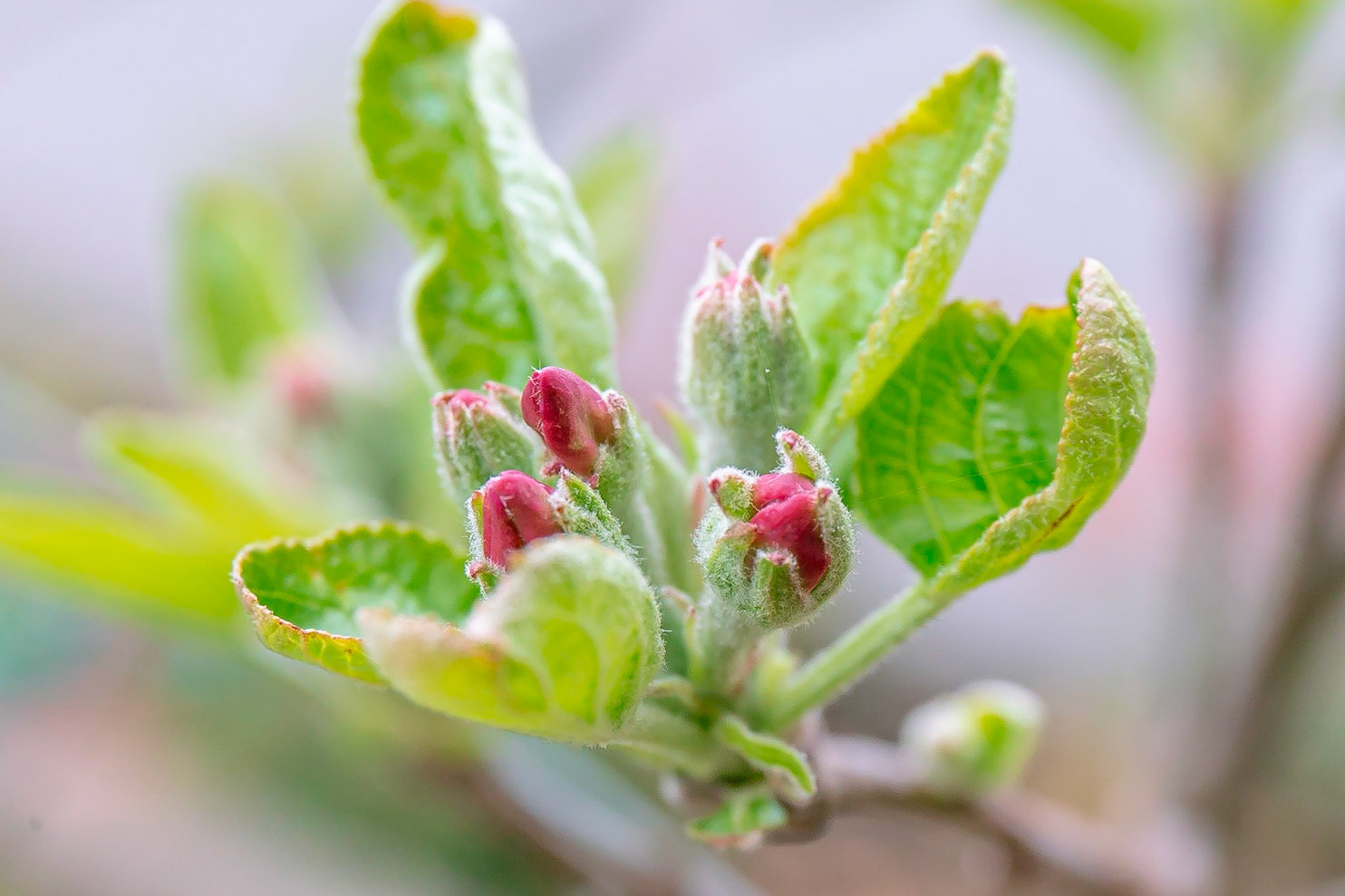 2021 WEEK 13: close up – edible plants