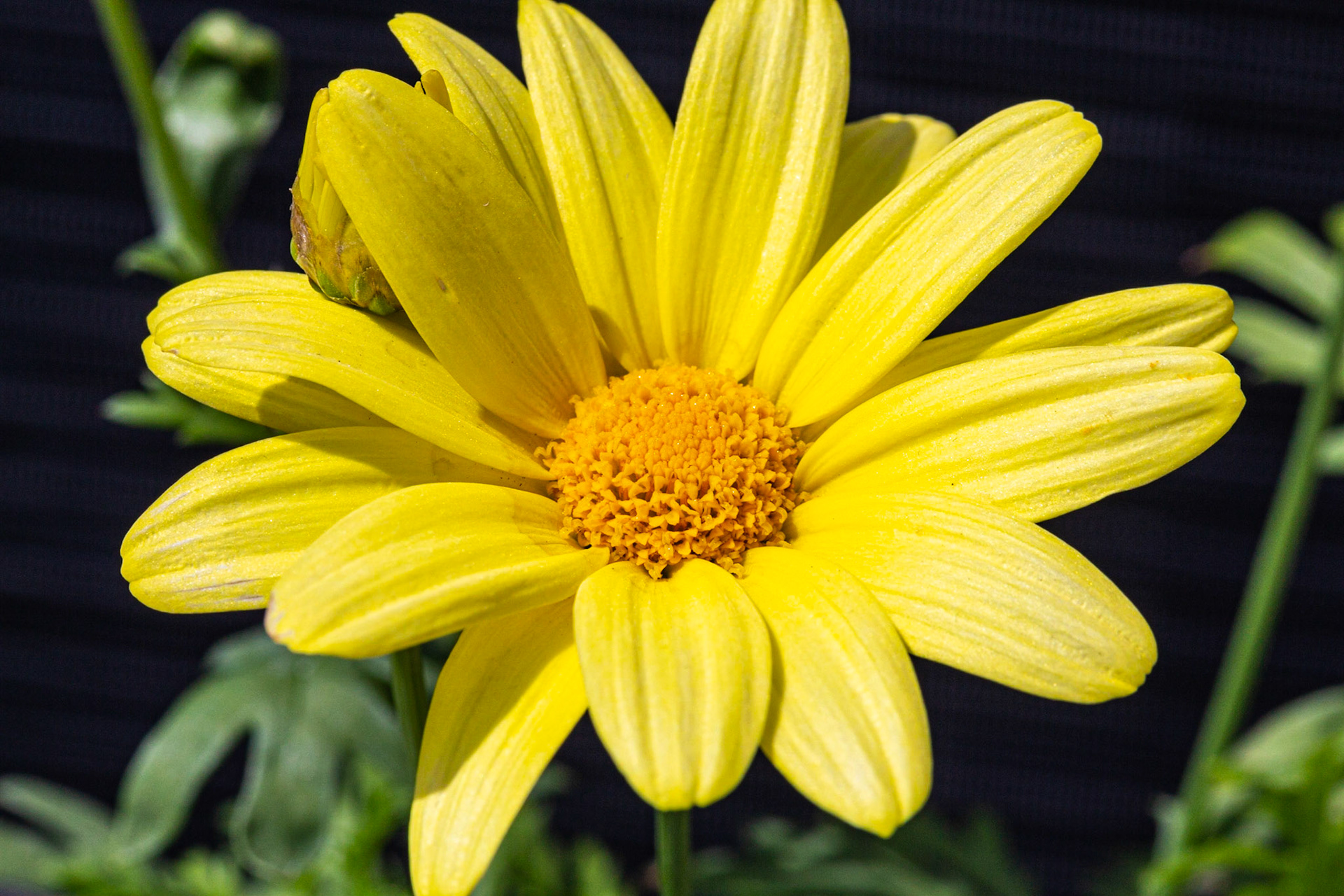 Marguerite beauté jaune