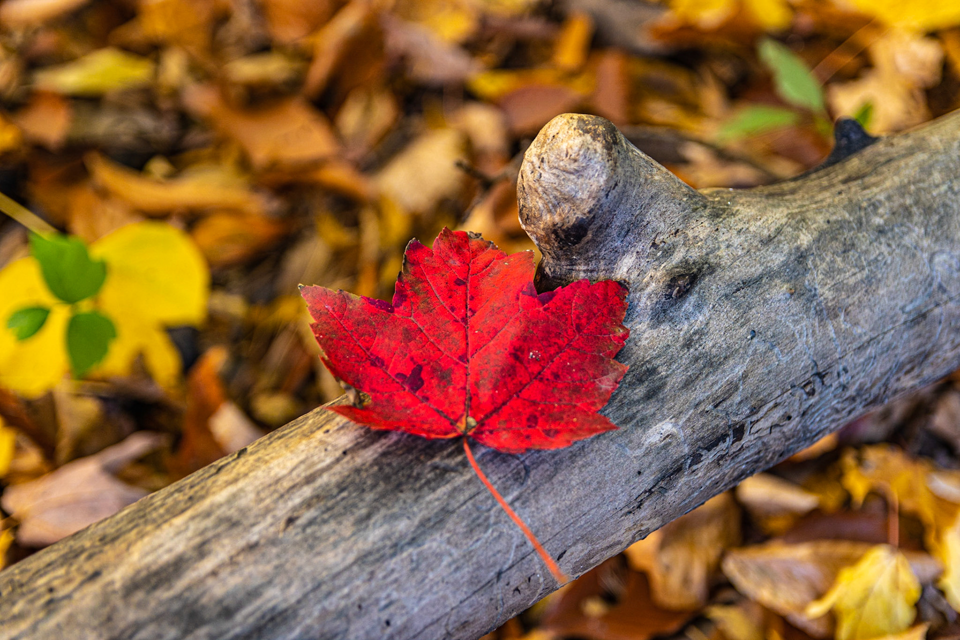 Feuilles d'érable
