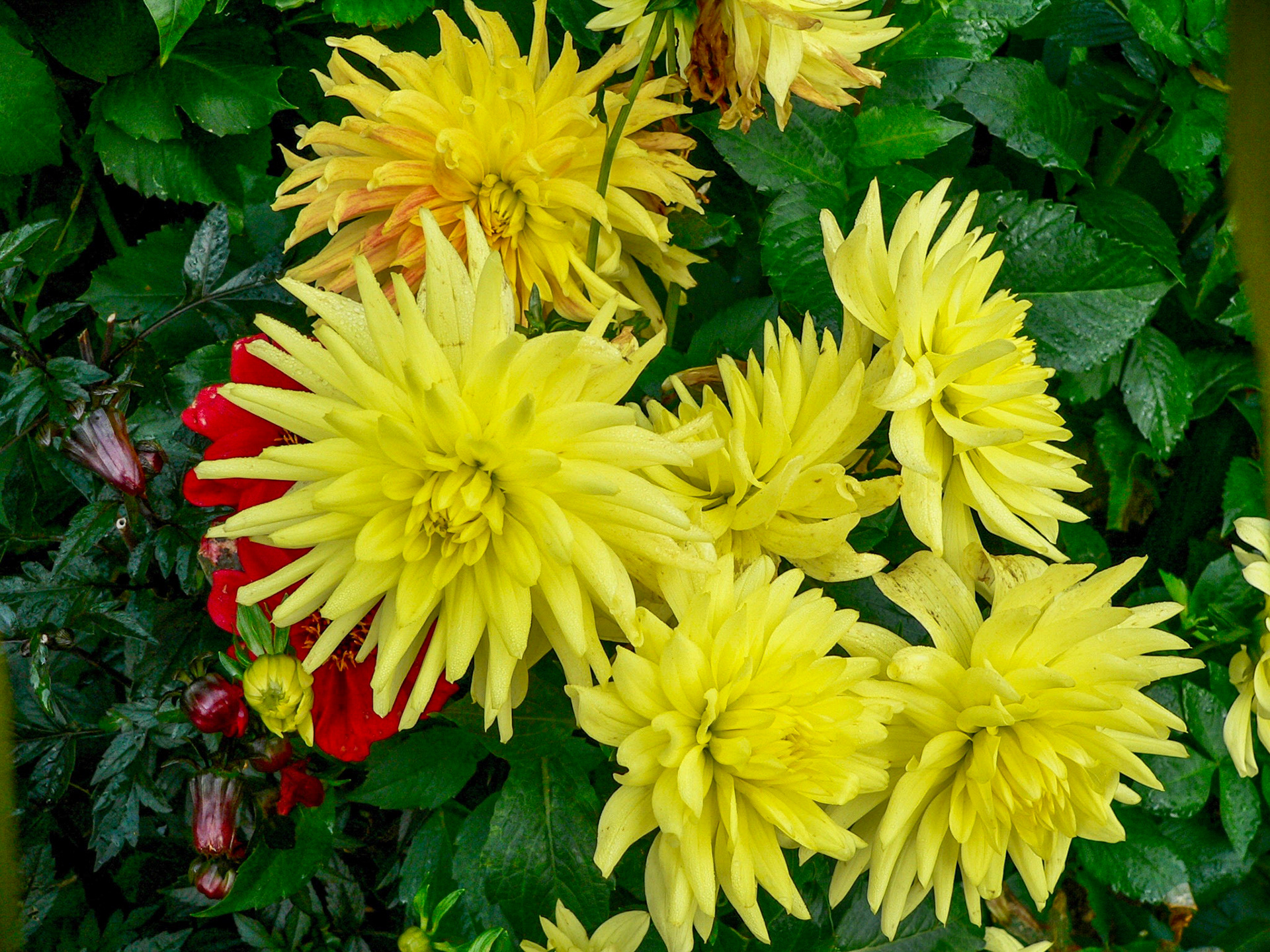 Dahlia