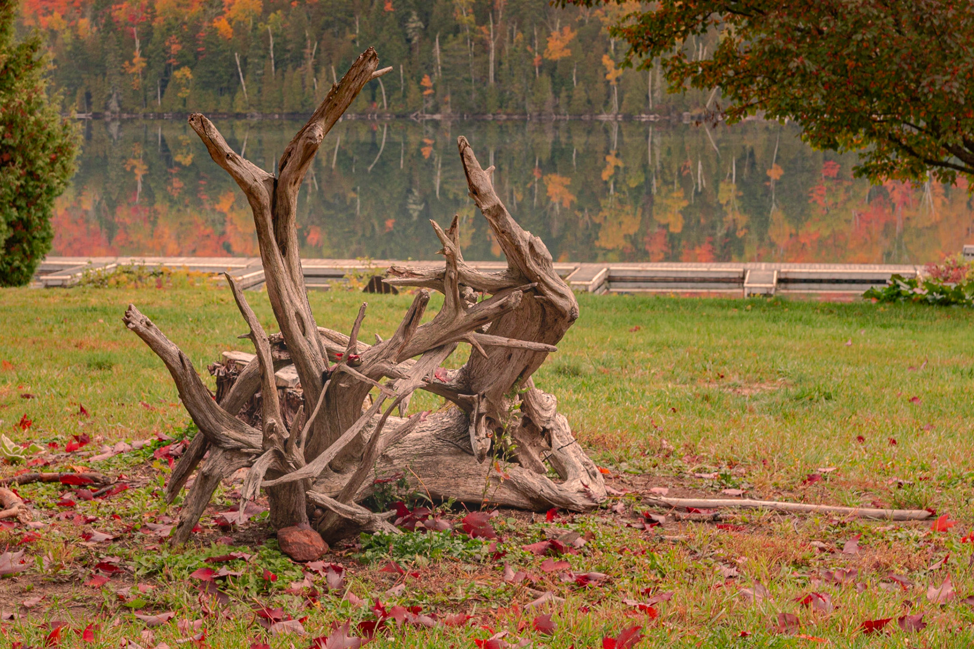 Arbre mort