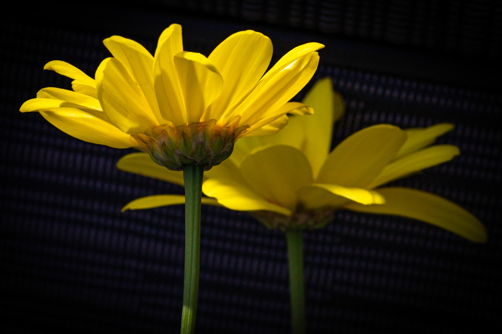 Marguerite beauté jaune