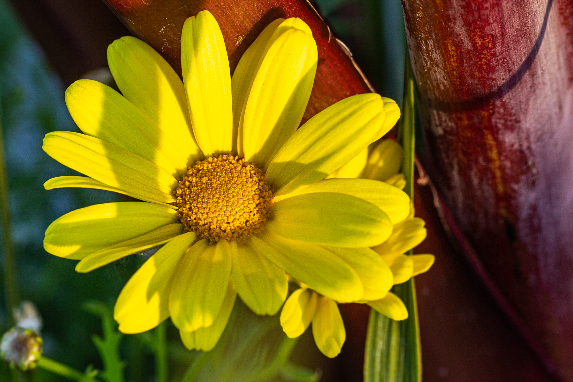 Marguerite beauté jaune