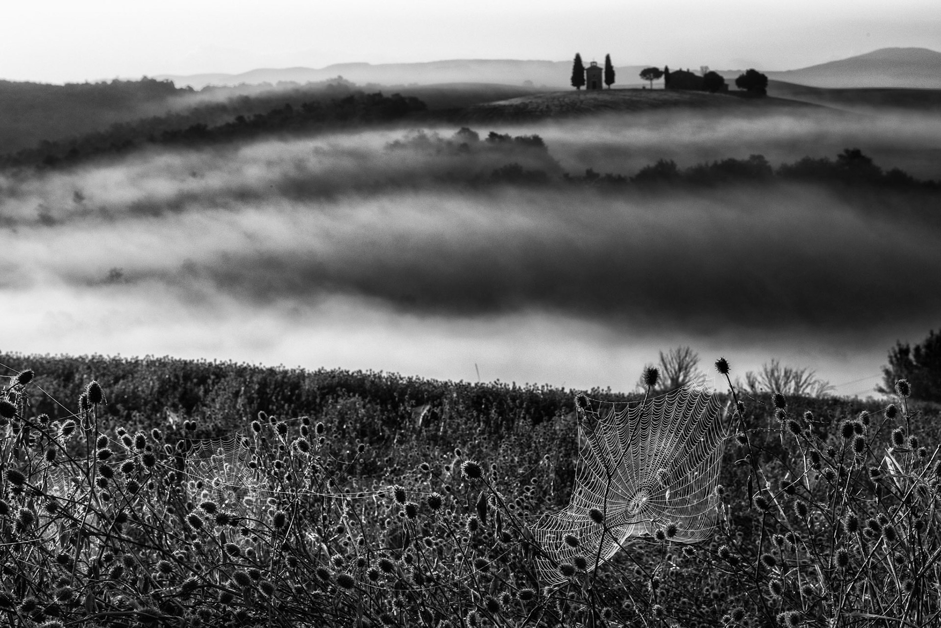Spider webs in Tuscany