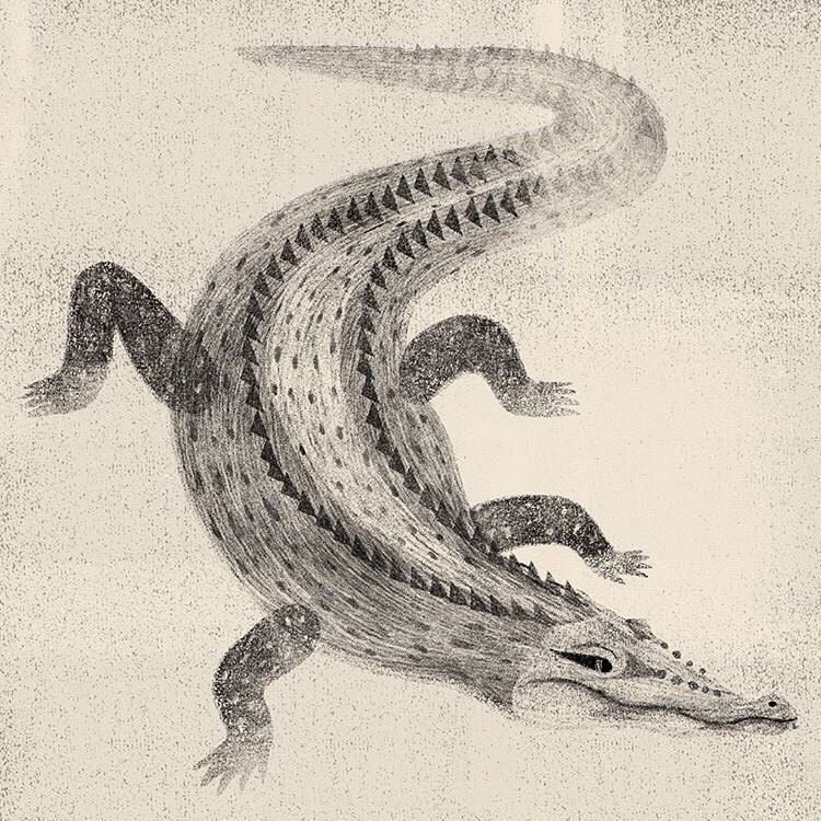 Philippine Crocodile / Cocodrilo Filipino - Jimena Estíbaliz