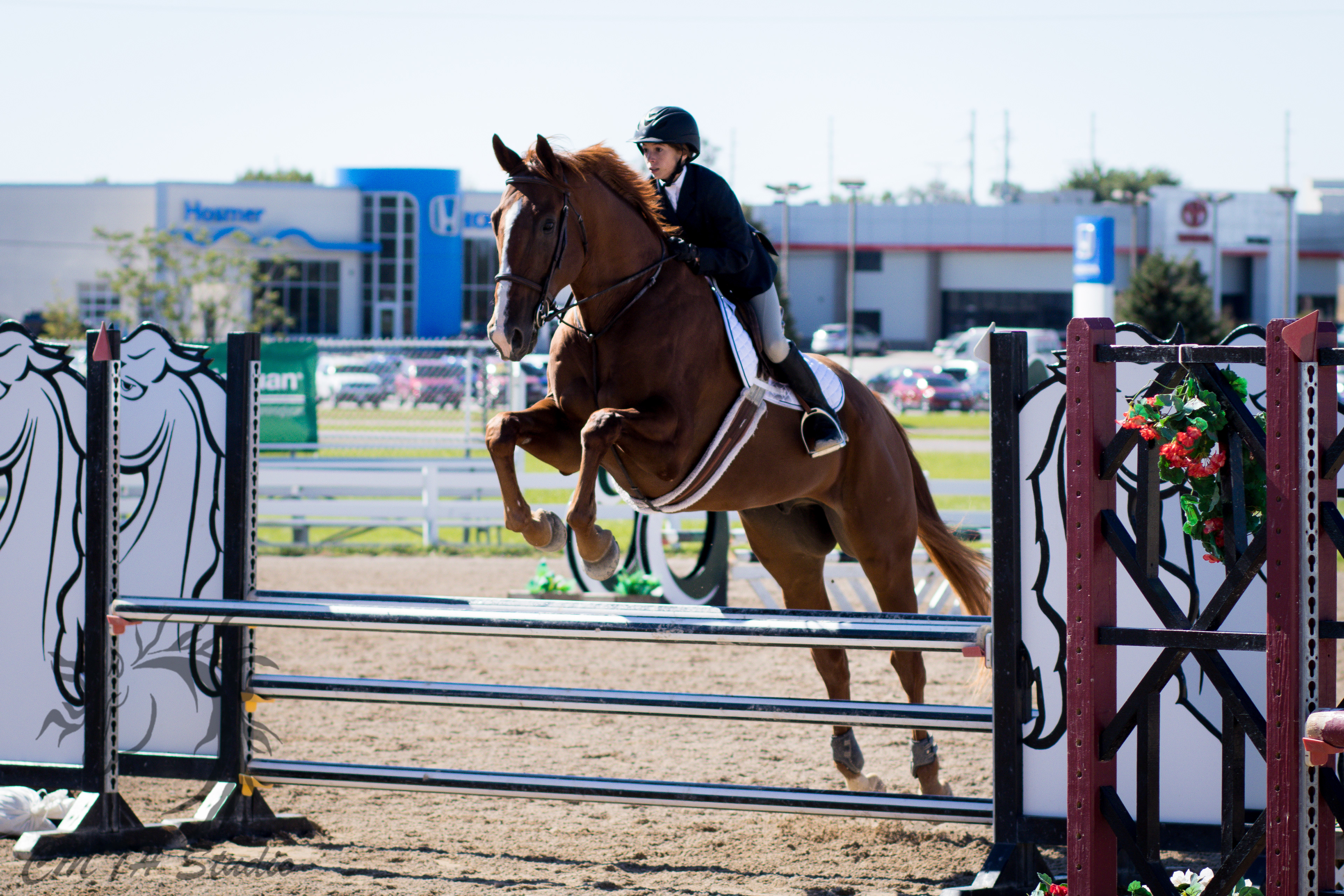 Essay about western pleasure vs hunter jumpers 04 picture