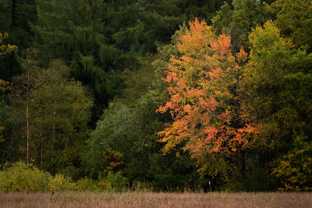 Undallslund Skov #2