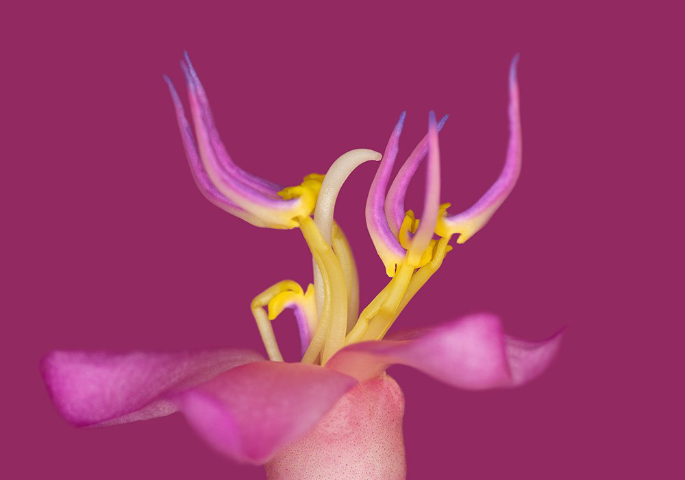Medinilla magnifica - Medinille 37,8:1