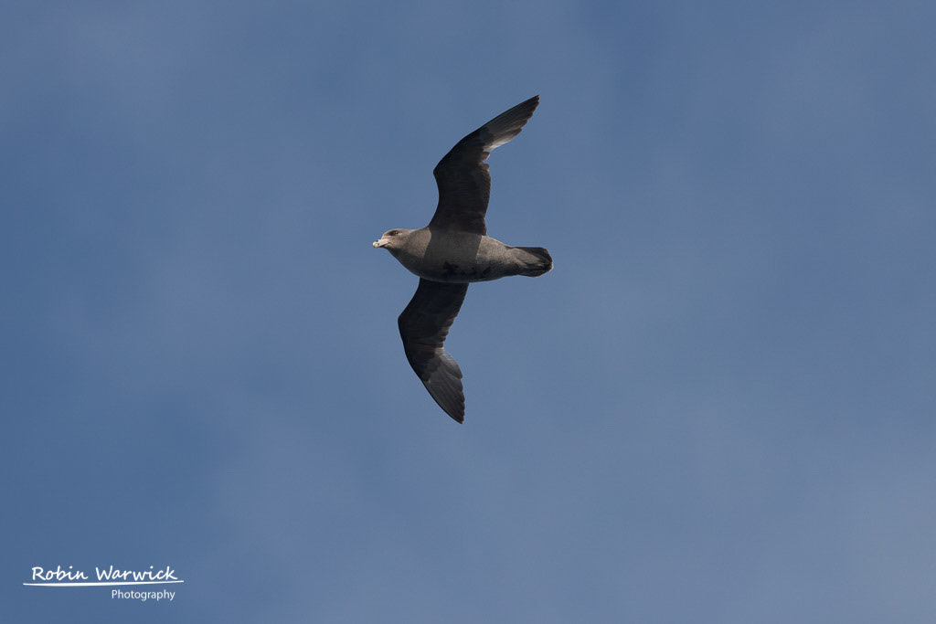 Short Tailed Shearwater