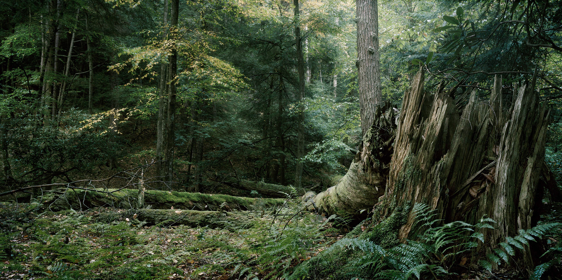 Cook Forest State Park, Pa