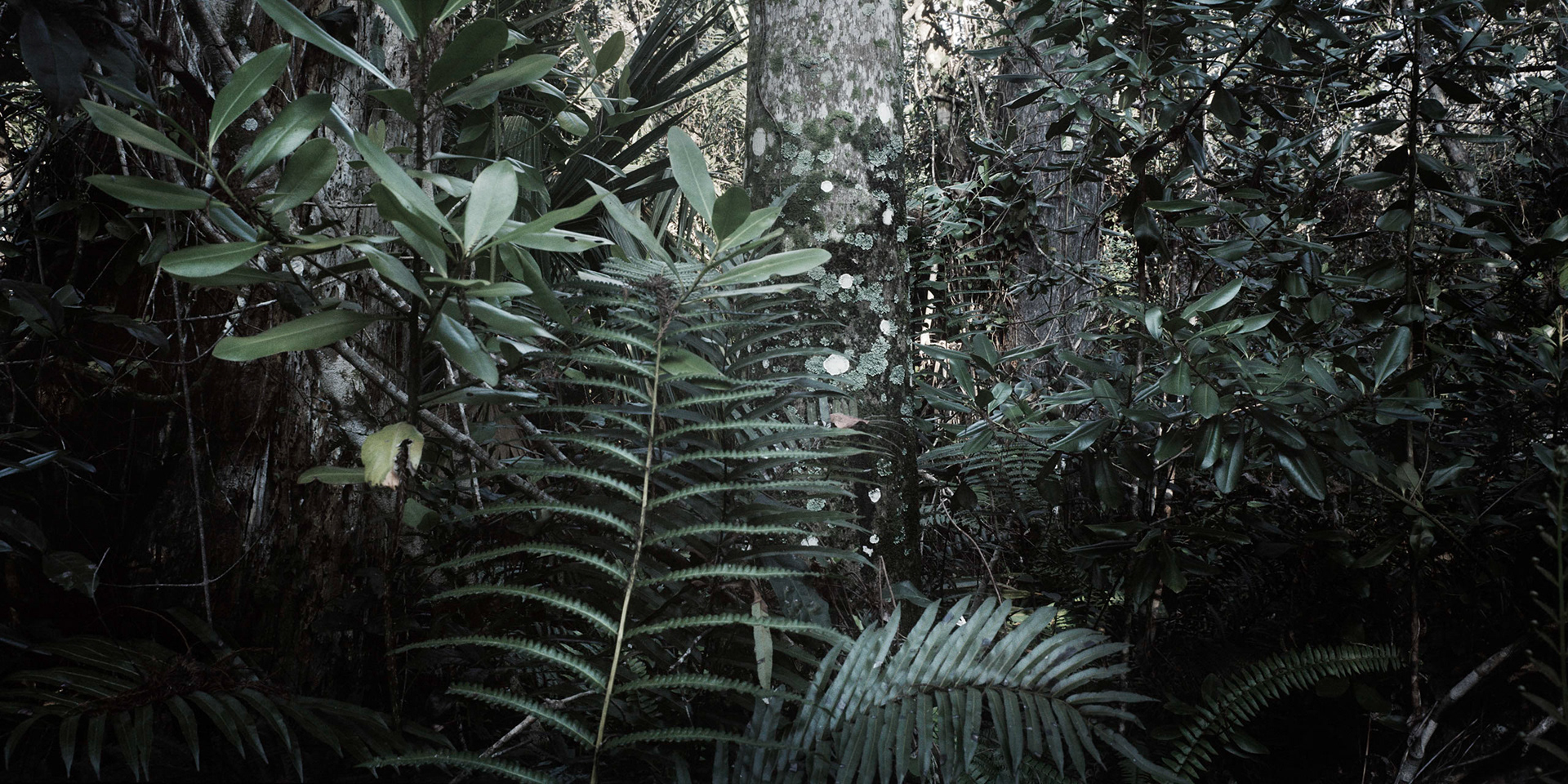 Big Cypress FL