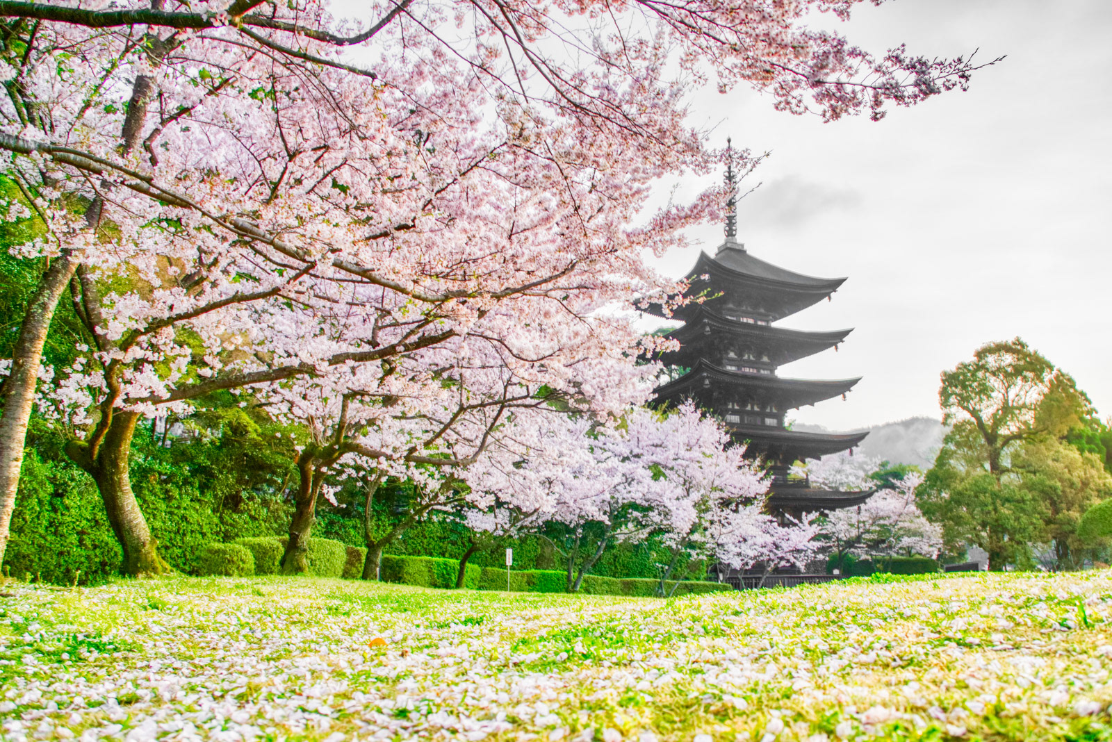 瑠璃光寺 桜