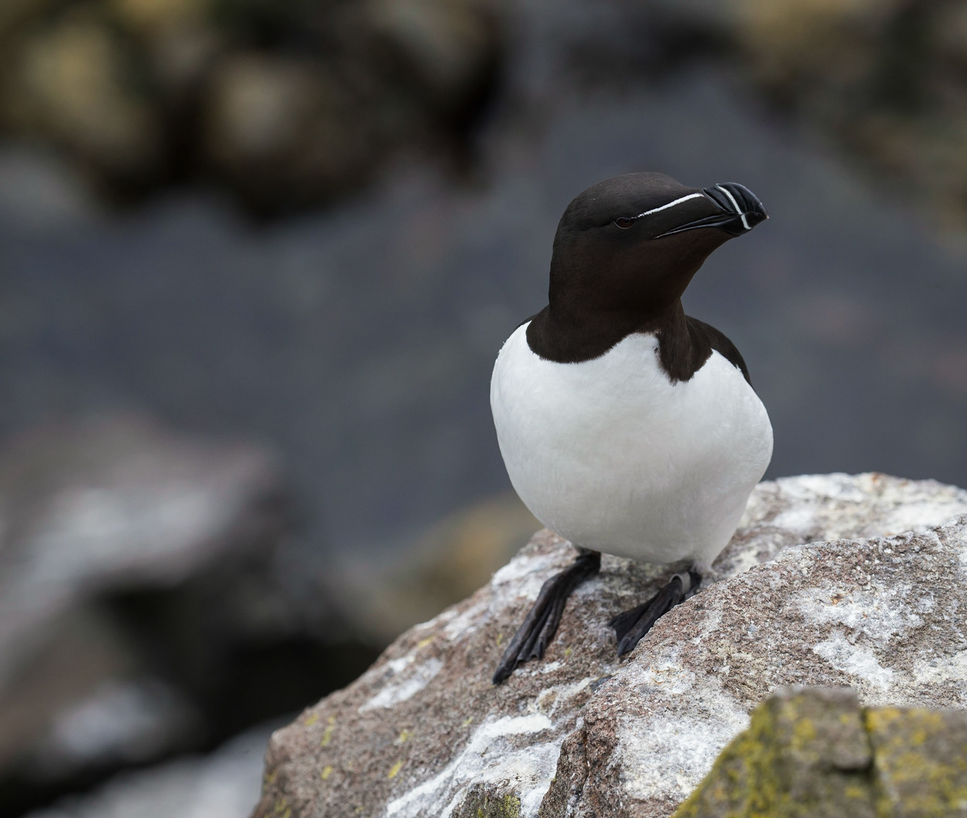 Razorbill, Isle of May