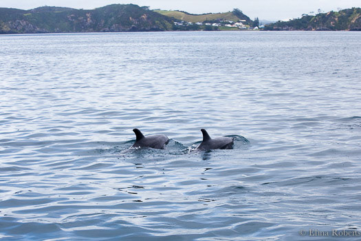 Bay of Islands