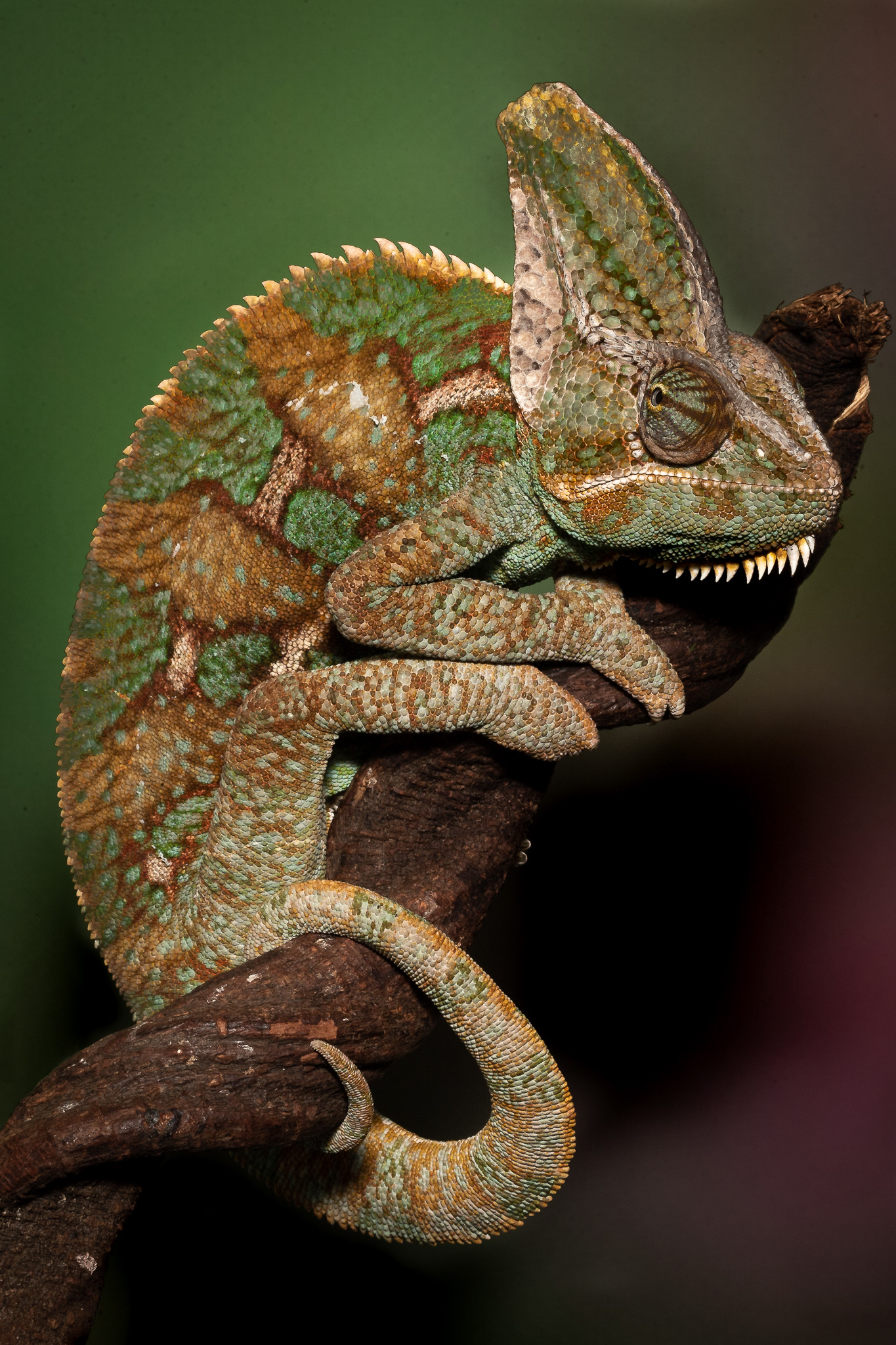 Veiled Chameleon