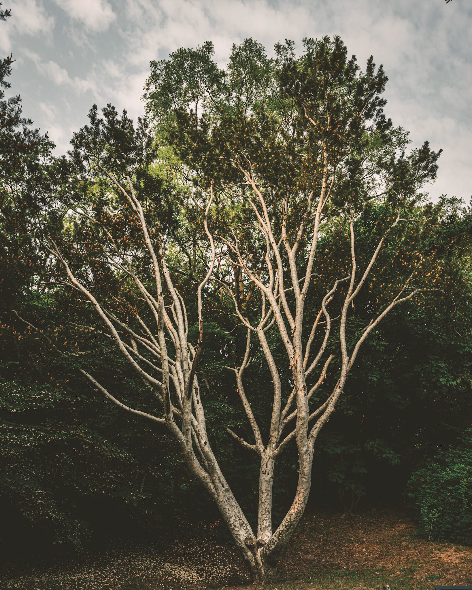 Seoul, South Korea - 17 May 2020: The Palace grounds of Changgyeonggung are full of beautiful old growth trees and oriental ponds, as well as an enclosed greenhouse.