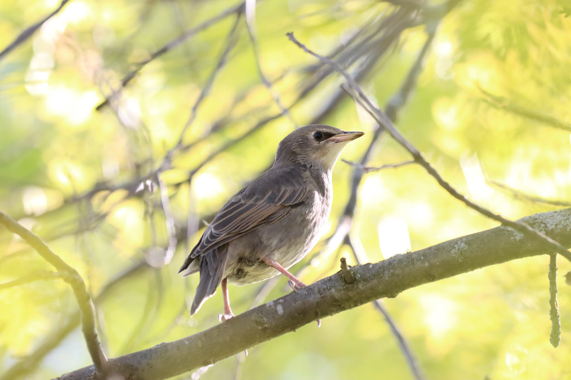 European Starling
