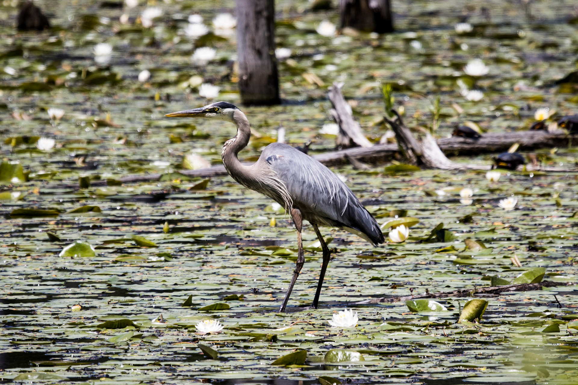Great Blue Heron
