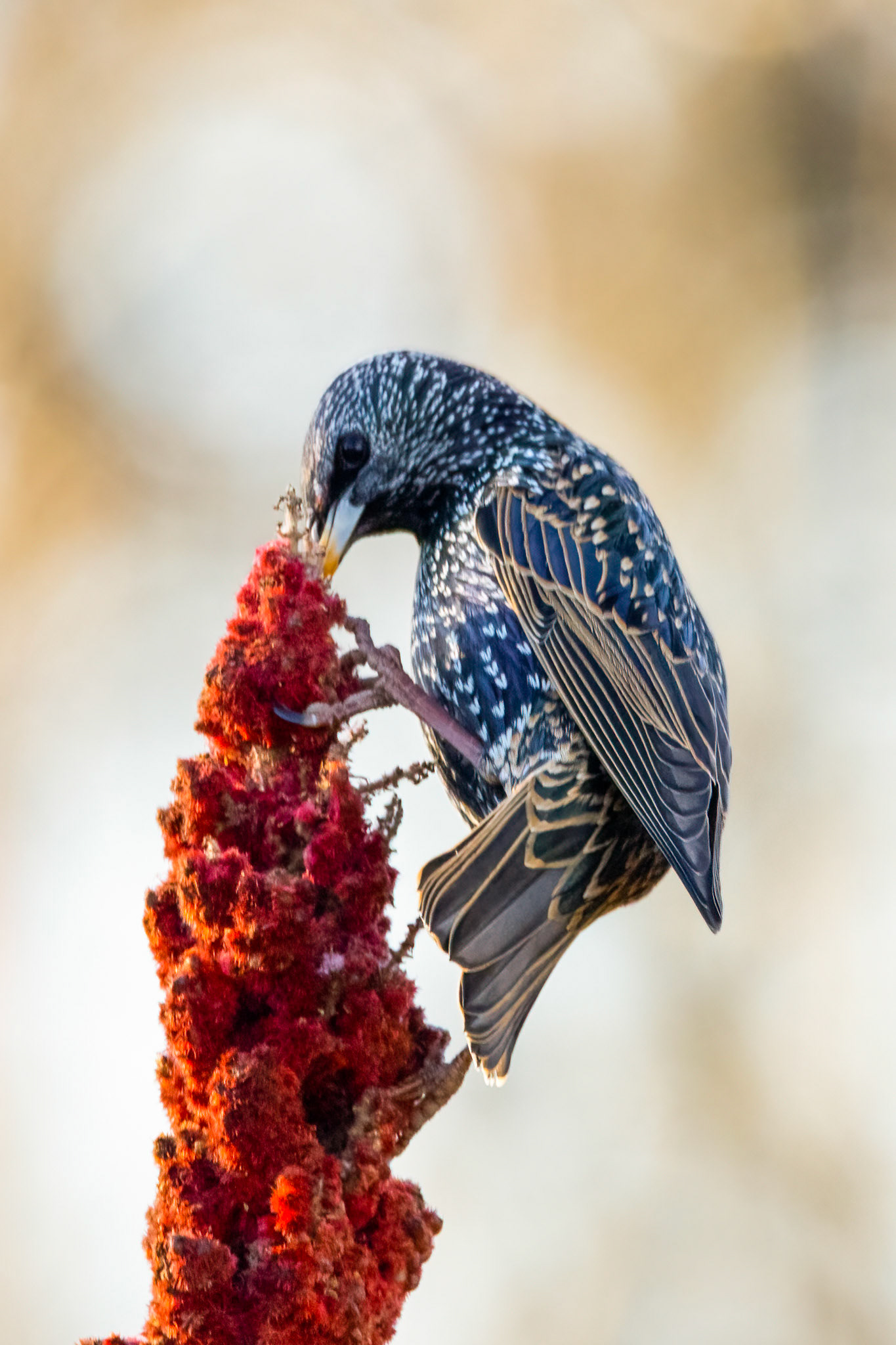 European Starling